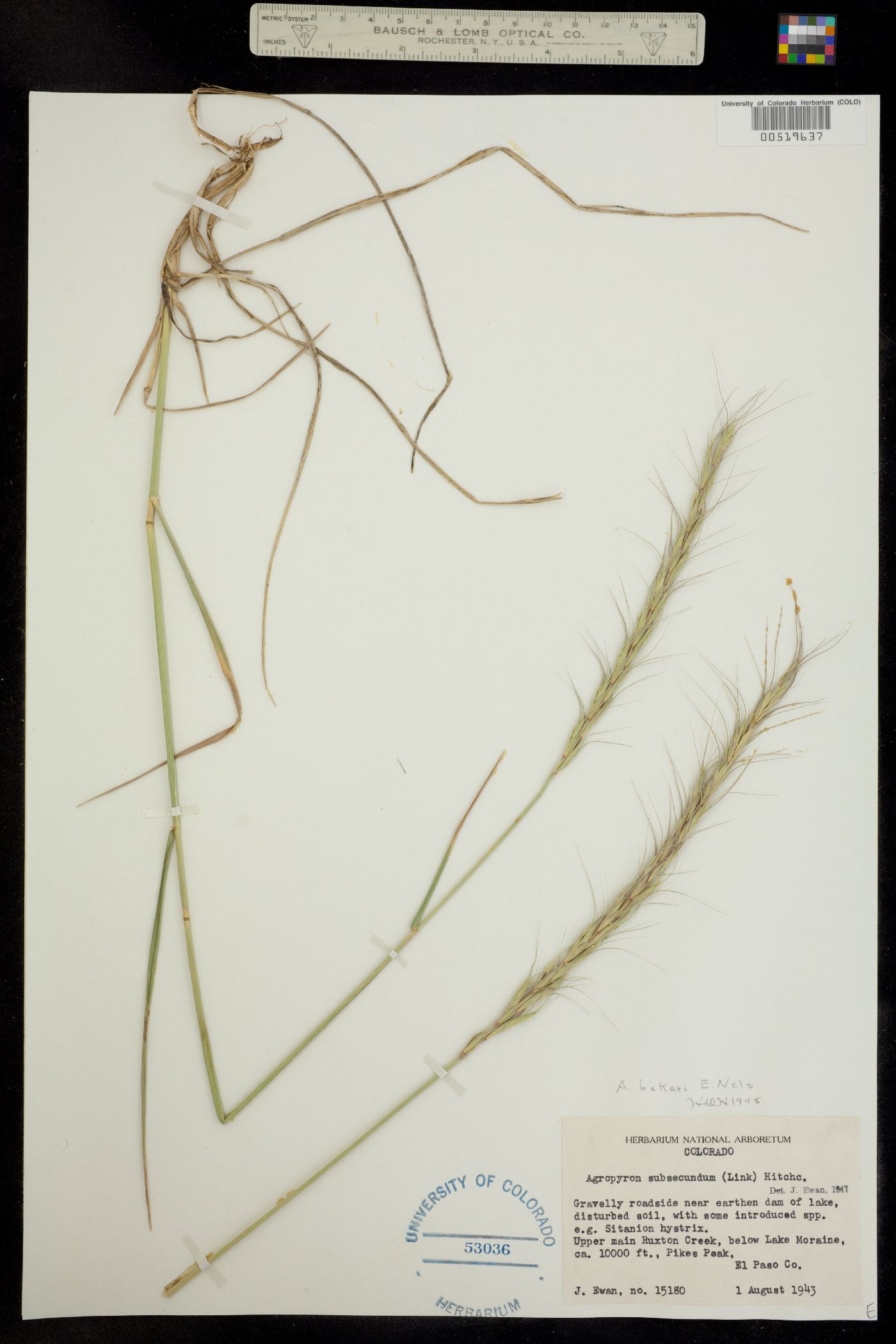 Elymus bakeri image