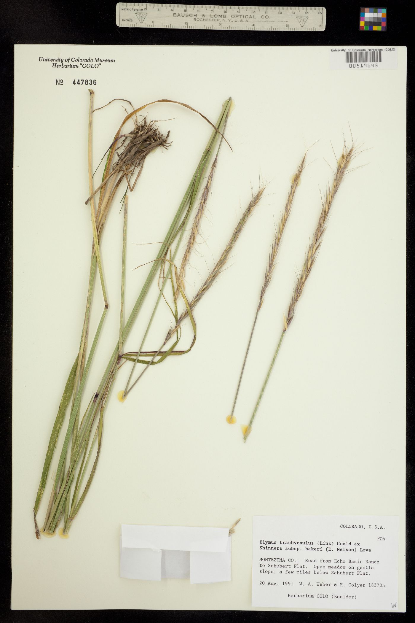 Elymus trachycaulus image