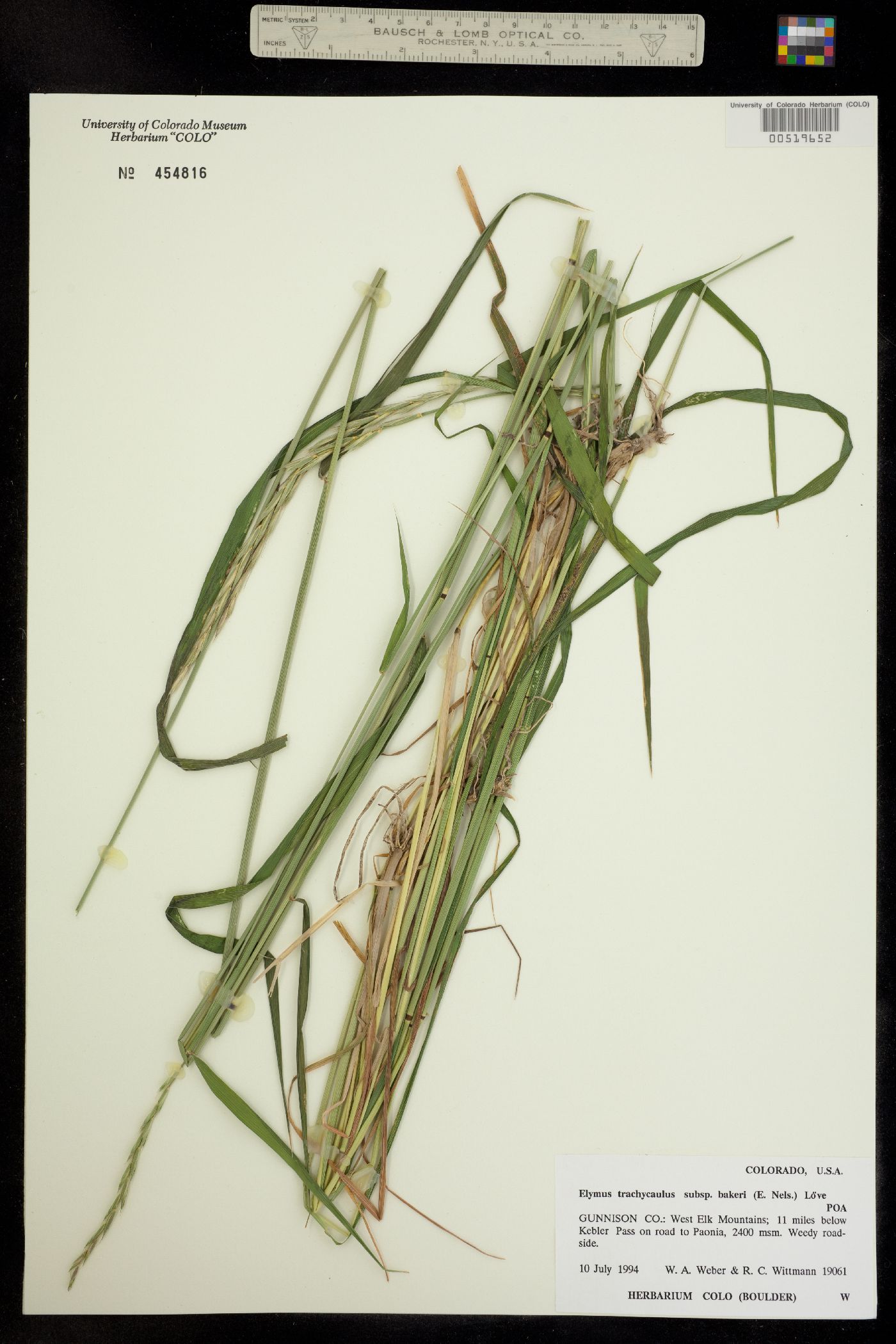 Elymus bakeri image