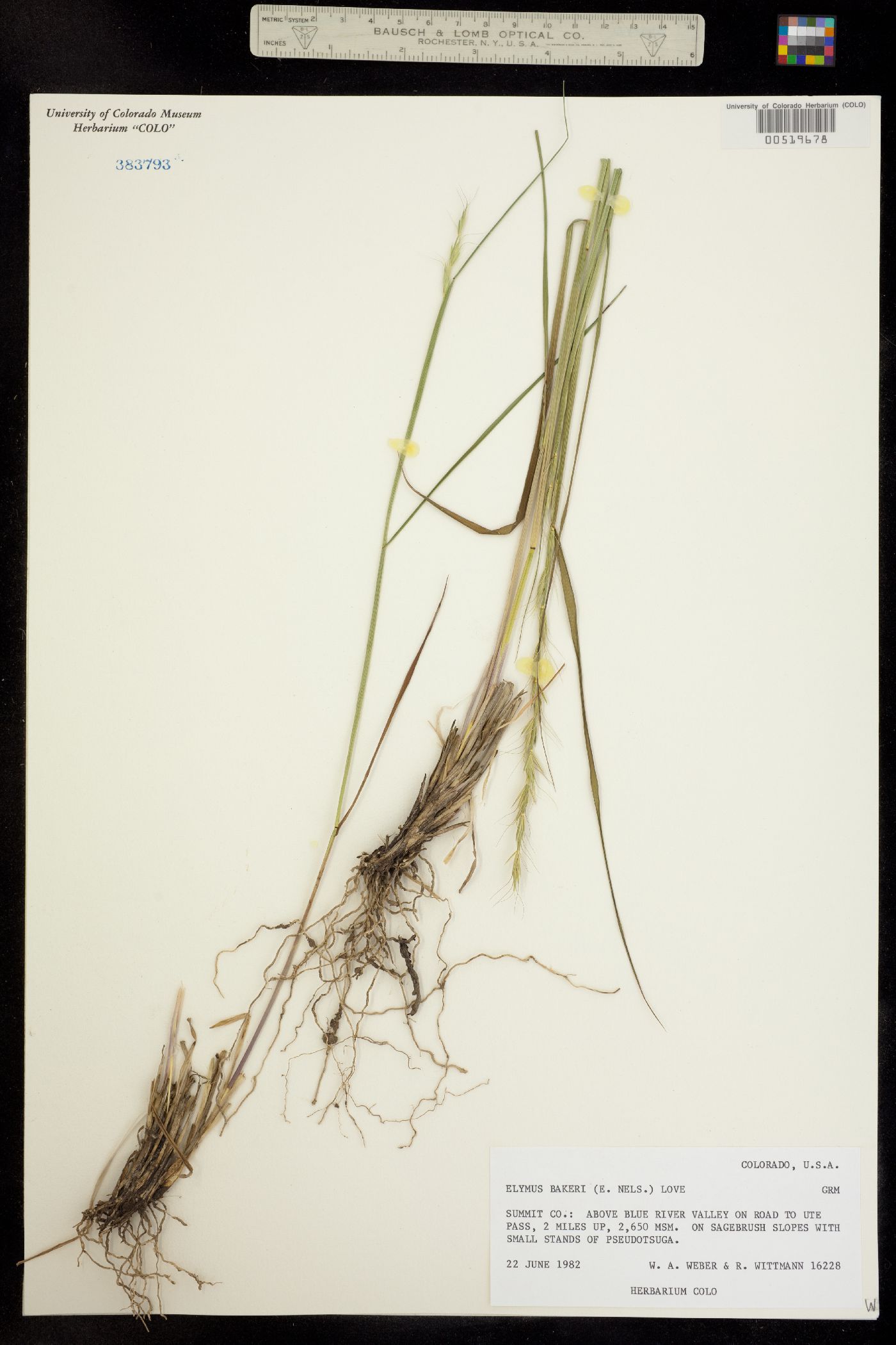 Elymus bakeri image
