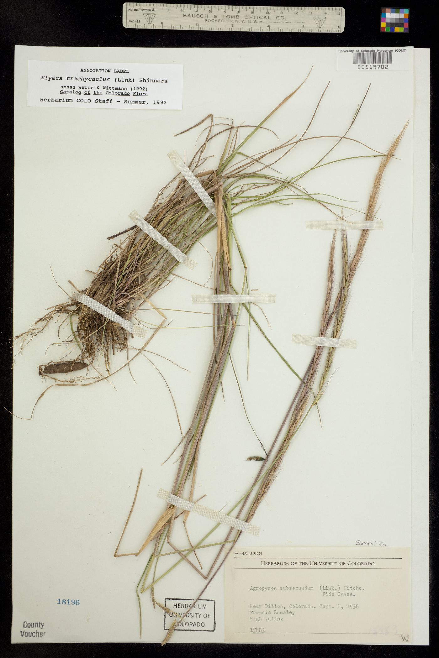 Elymus bakeri image