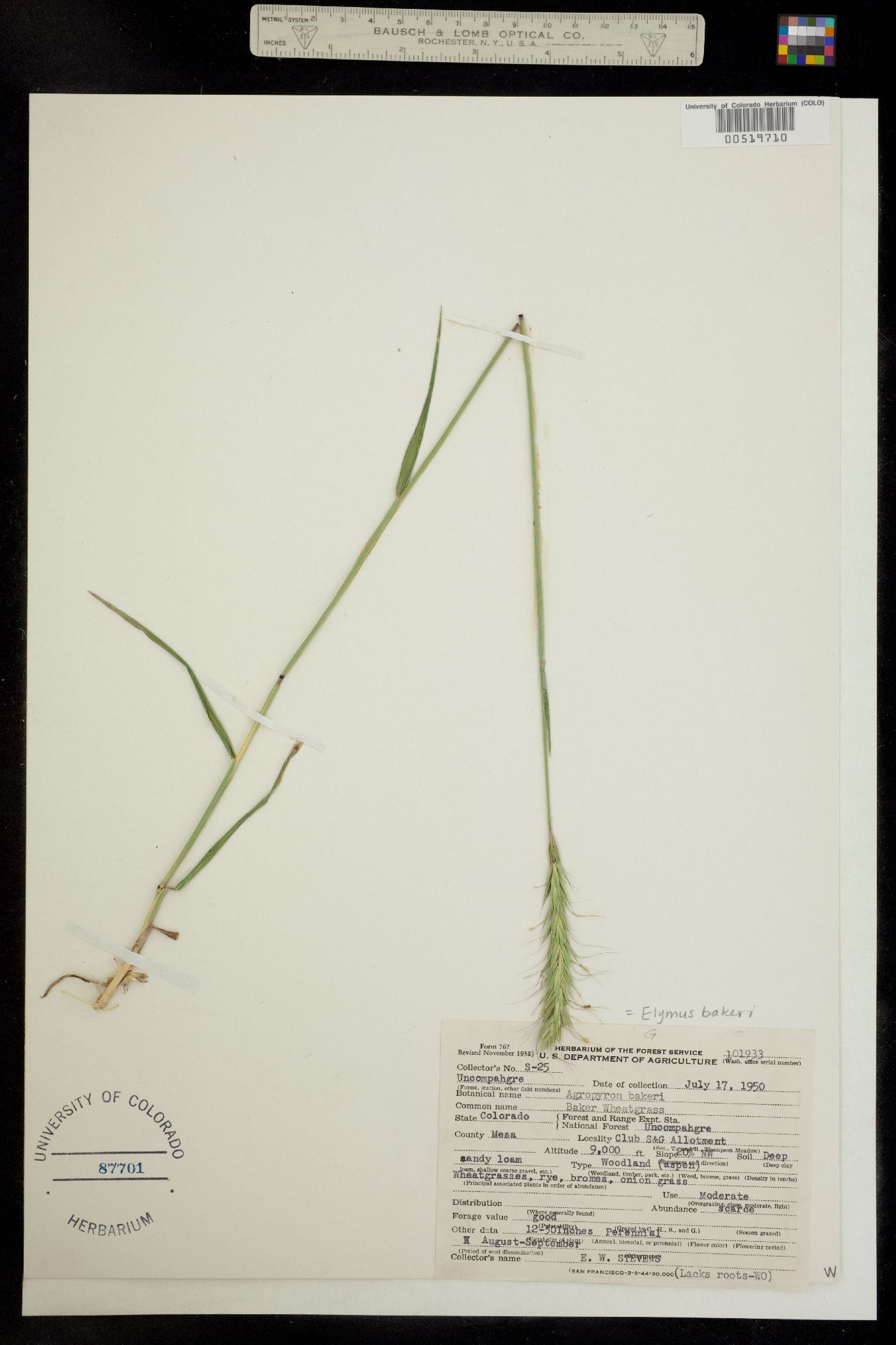Elymus image