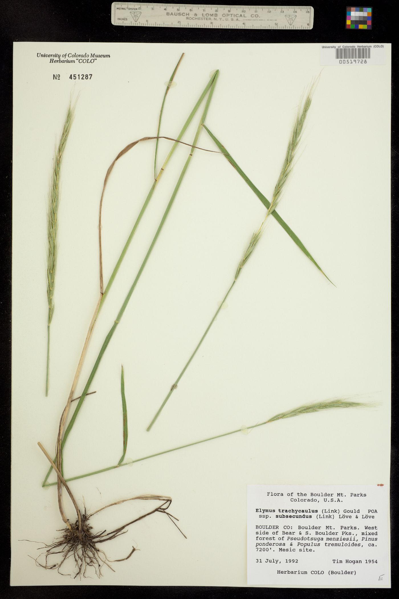 Elymus trachycaulus ssp. subsecundus image