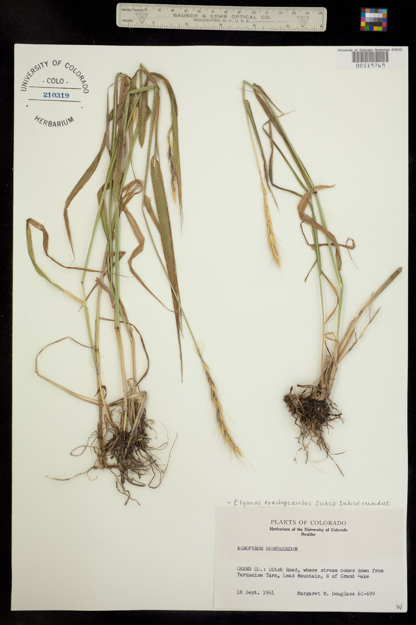 Elymus trachycaulus ssp. subsecundus image