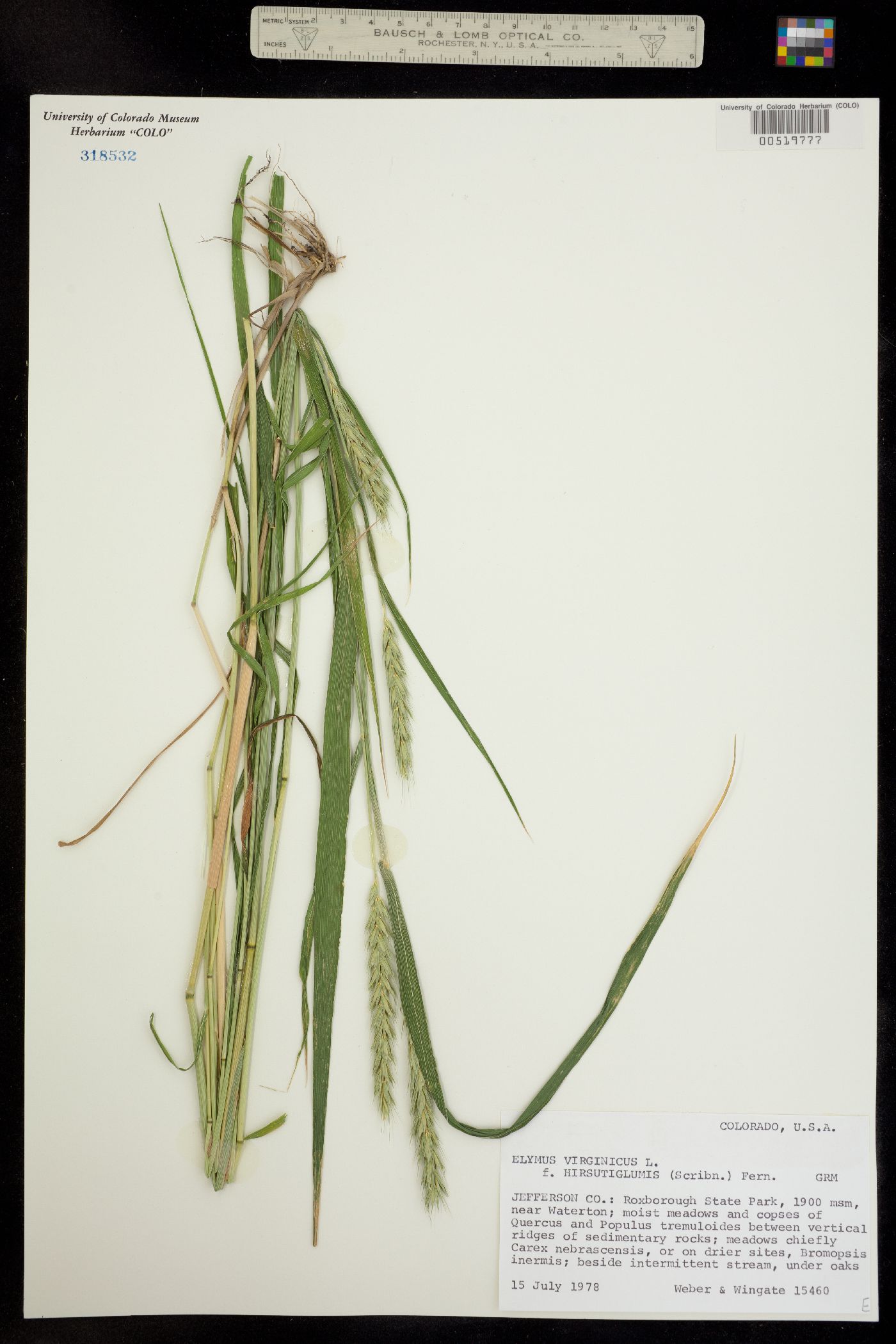 Elymus virginicus image