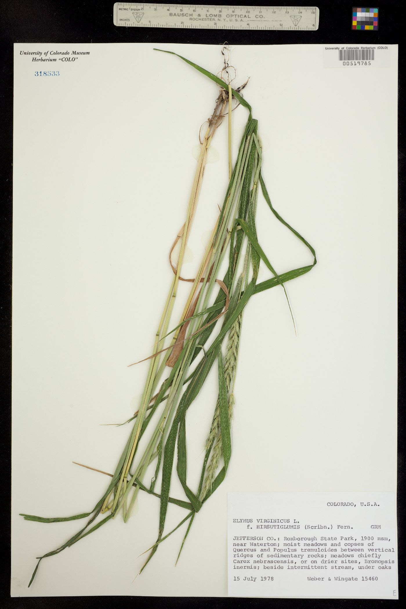 Elymus virginicus image