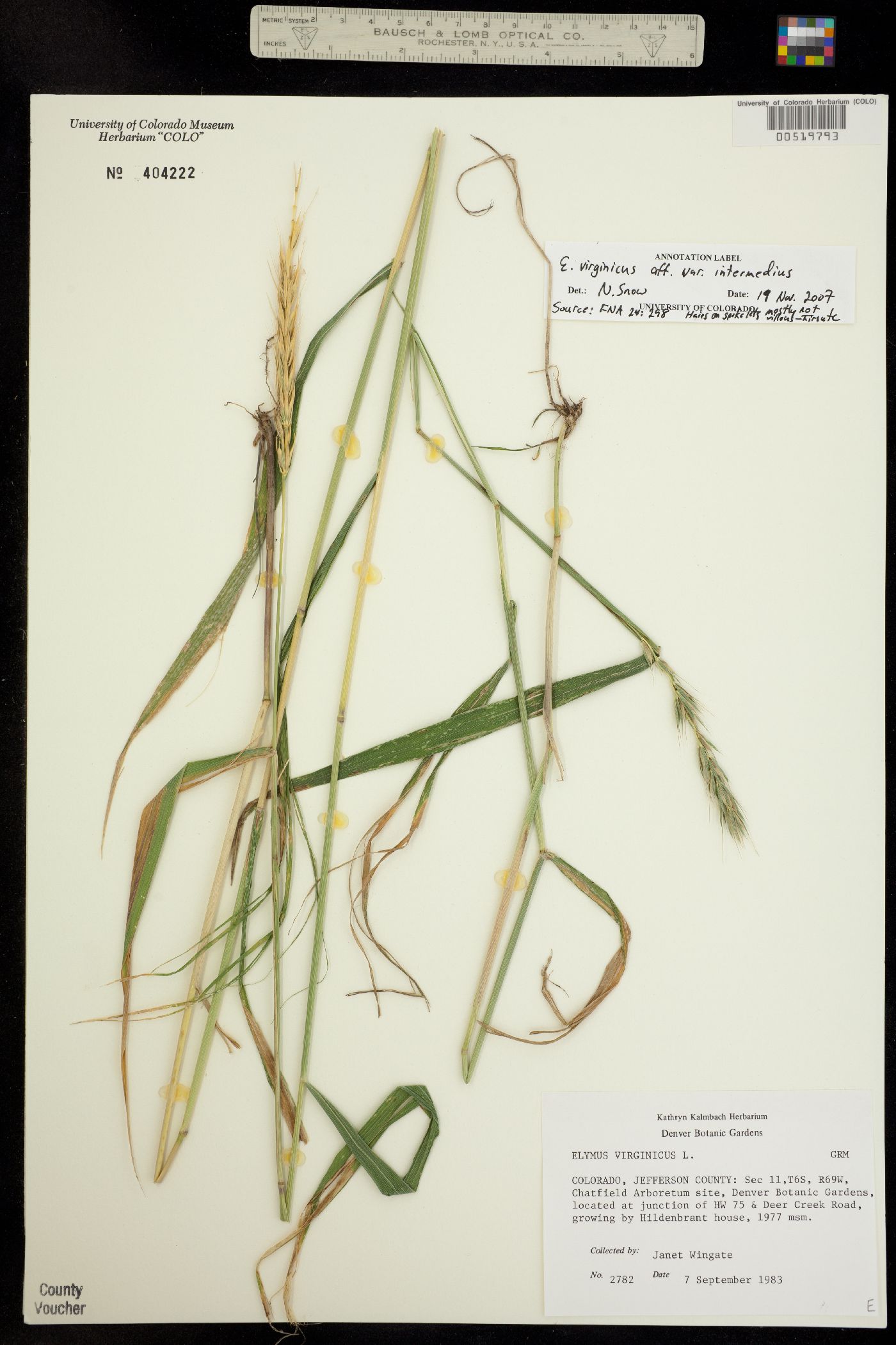 Elymus virginicus image