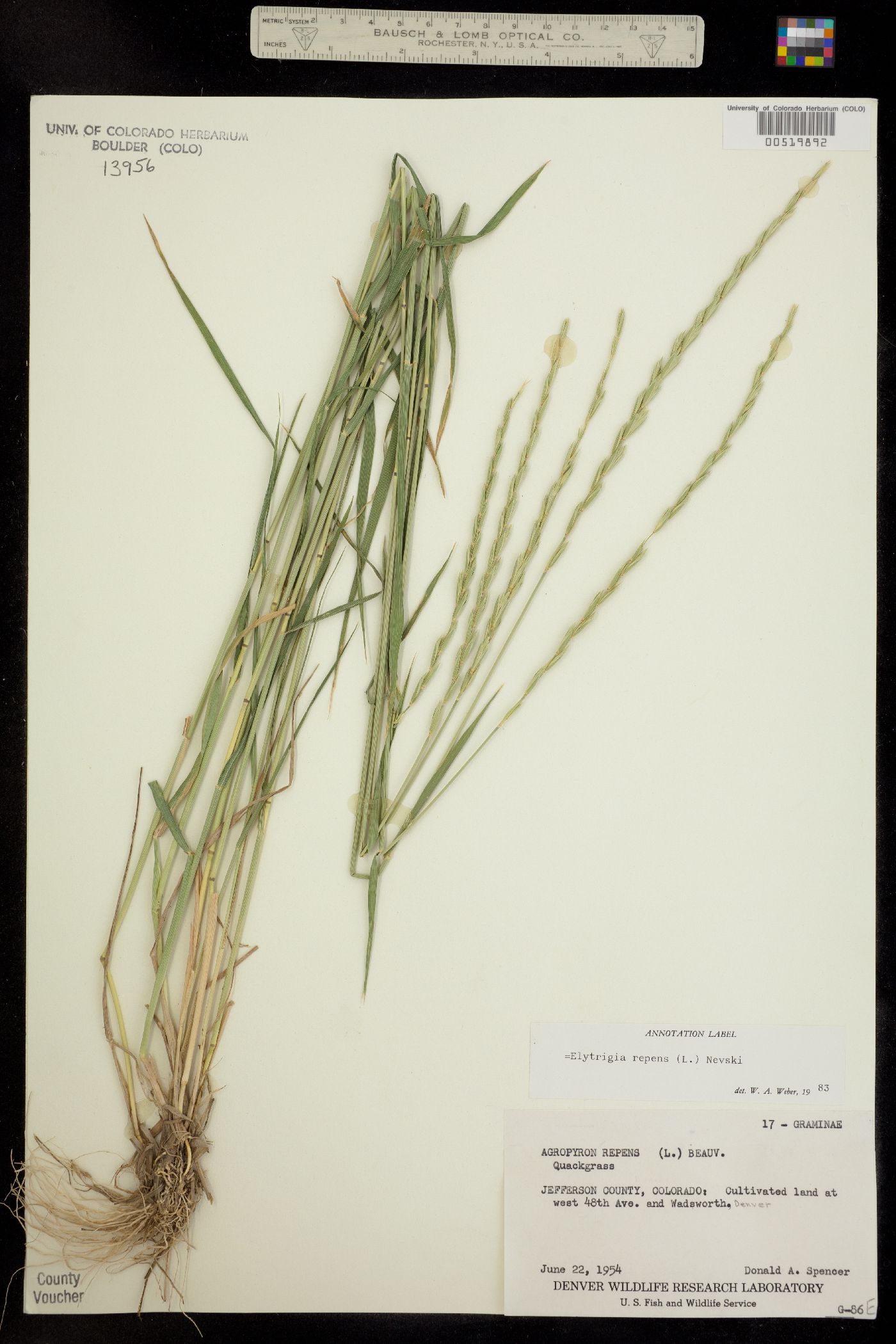 Elytrigia repens image