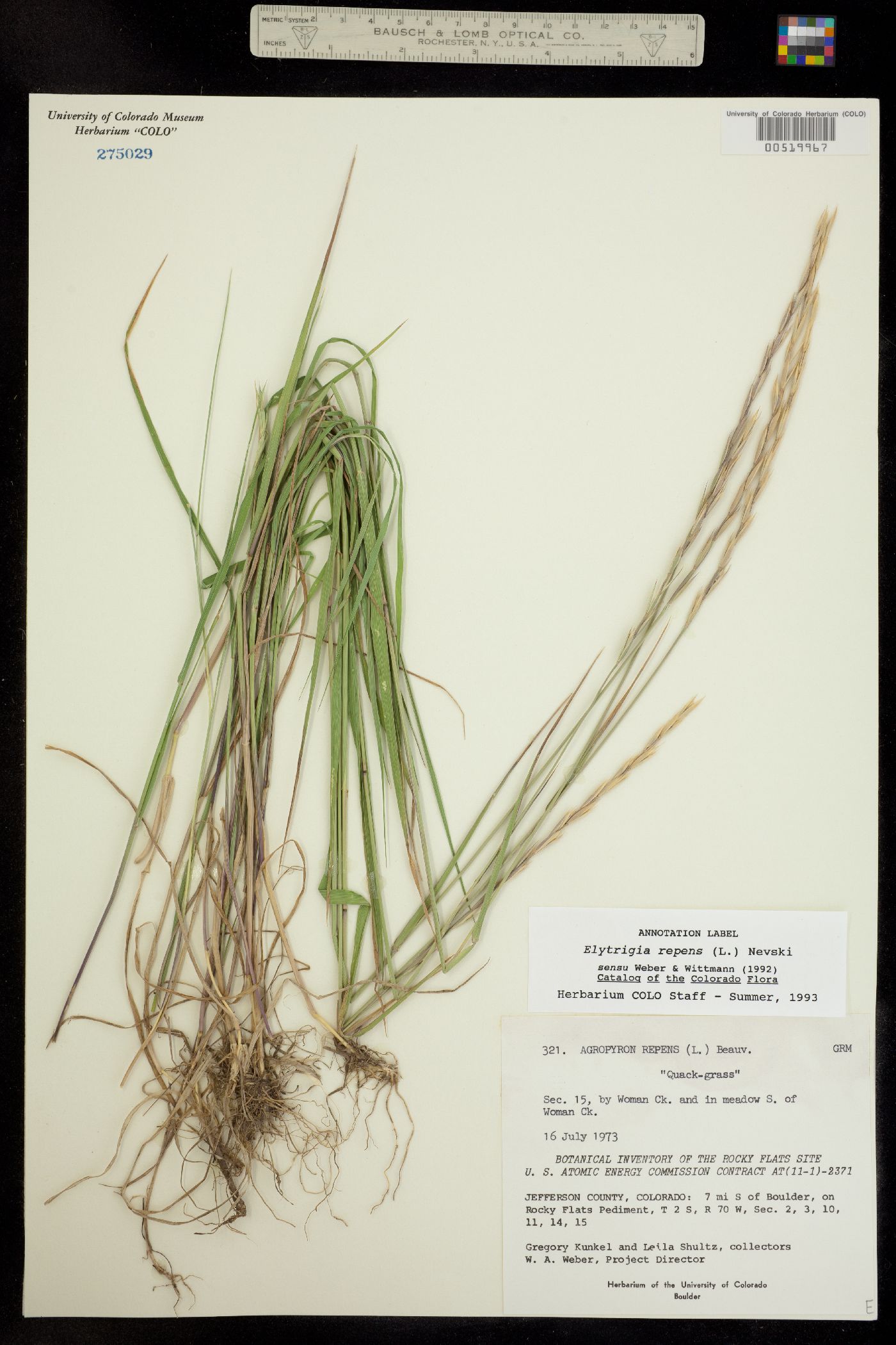 Elytrigia repens image