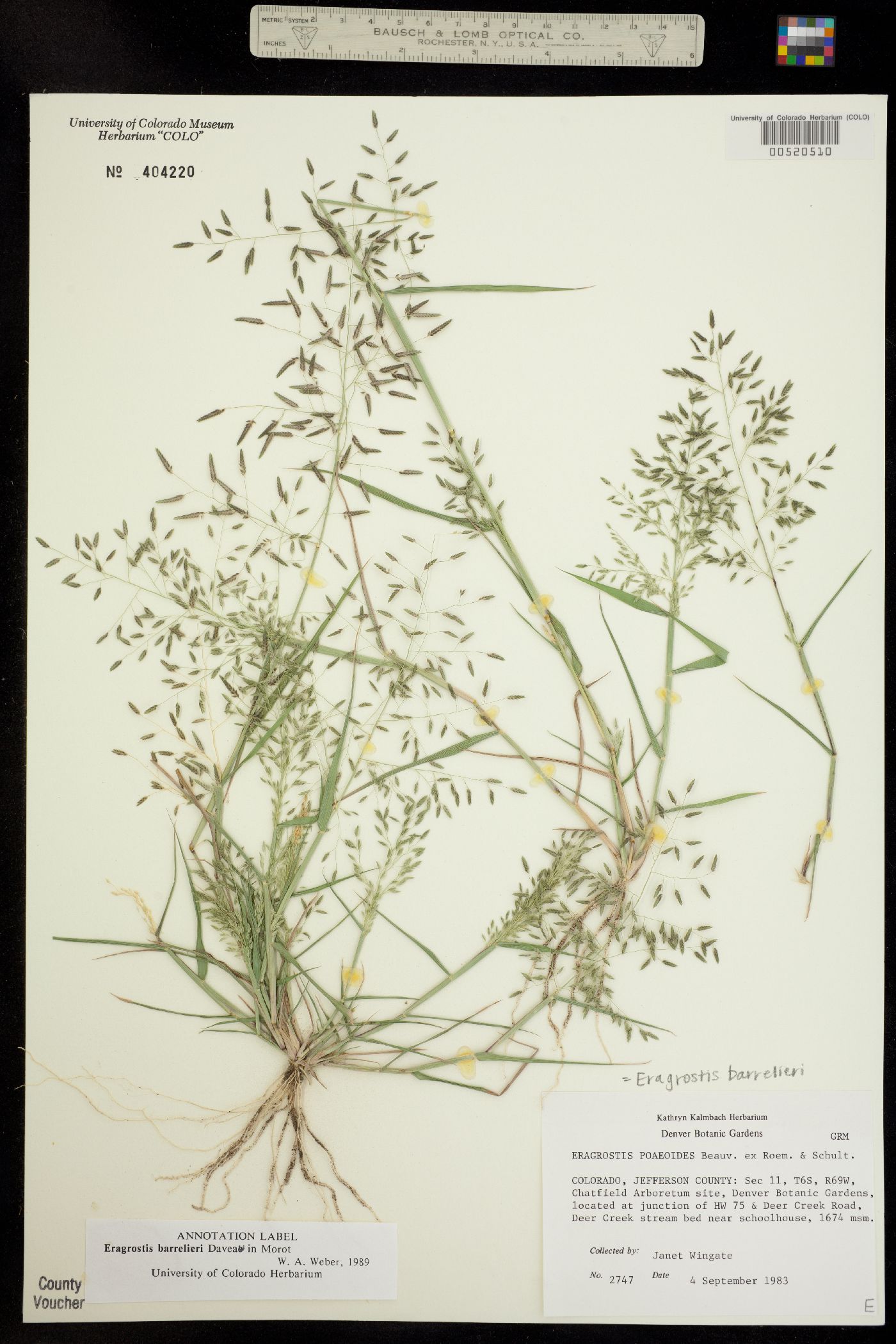 Eragrostis barrelieri image