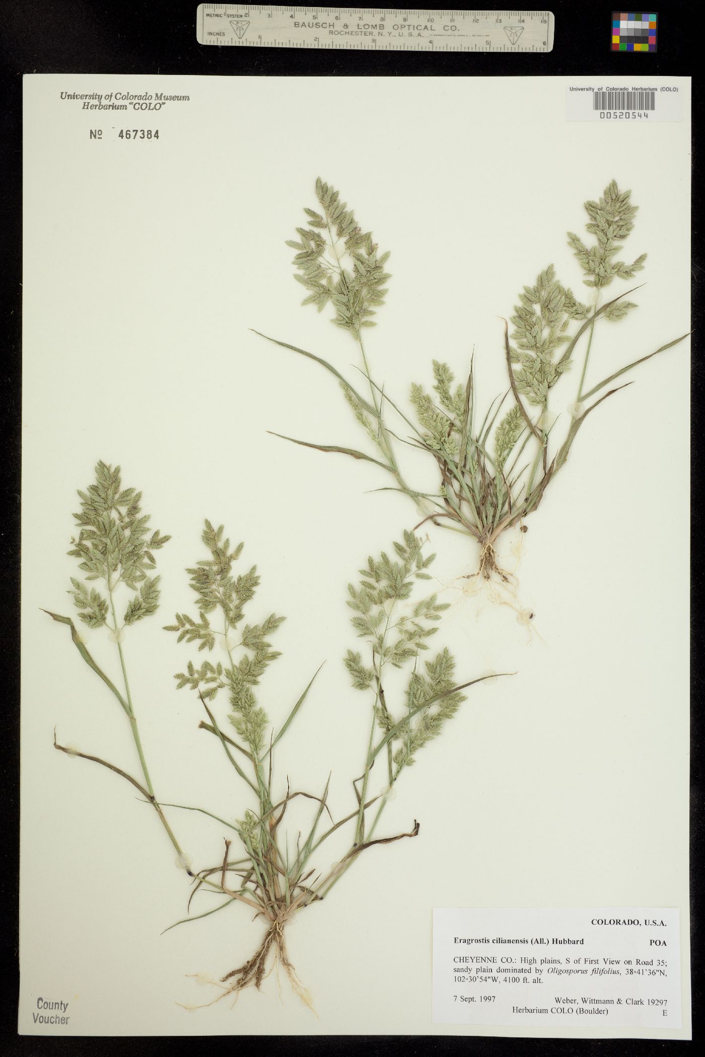 Eragrostis cilianensis image