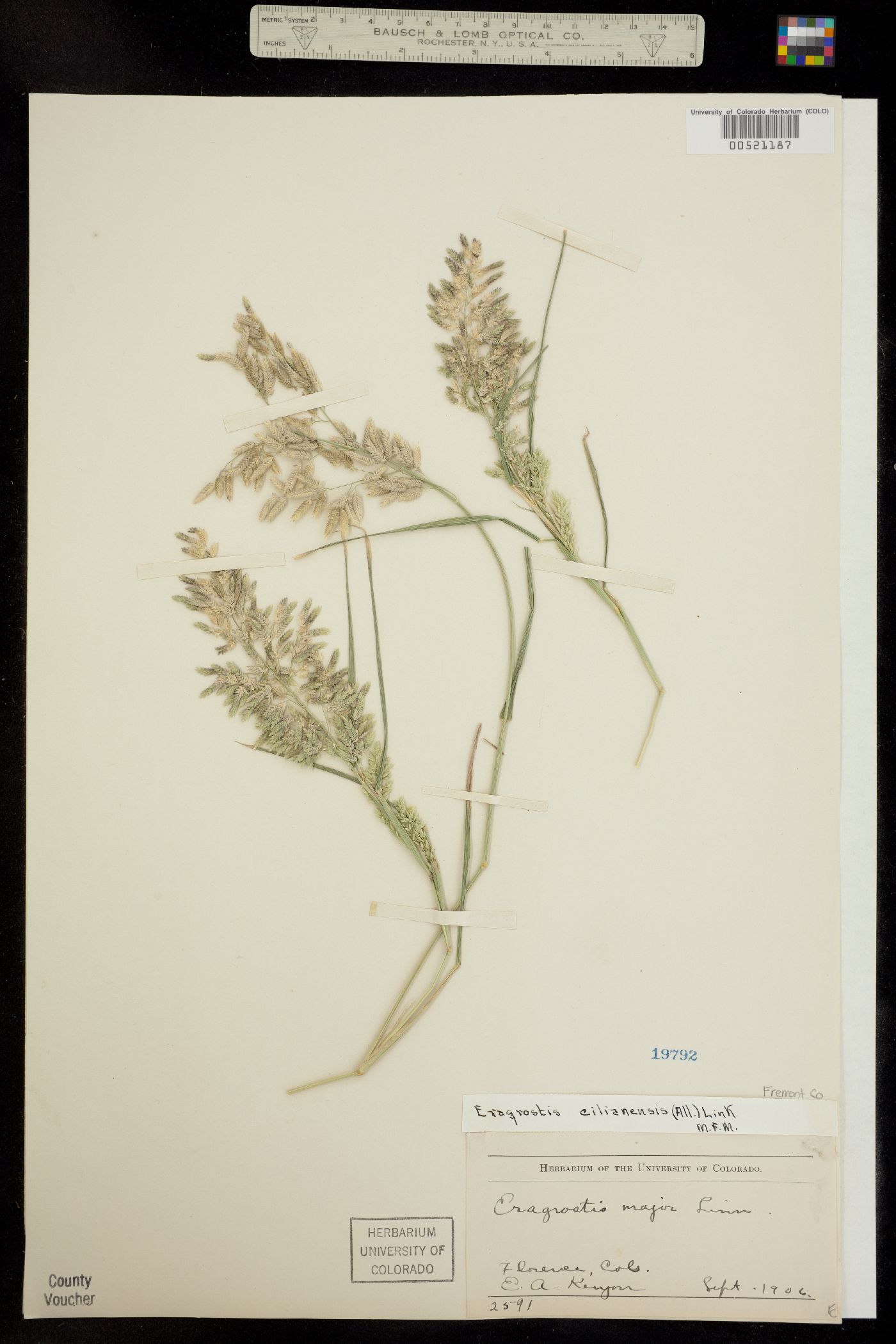 Eragrostis image