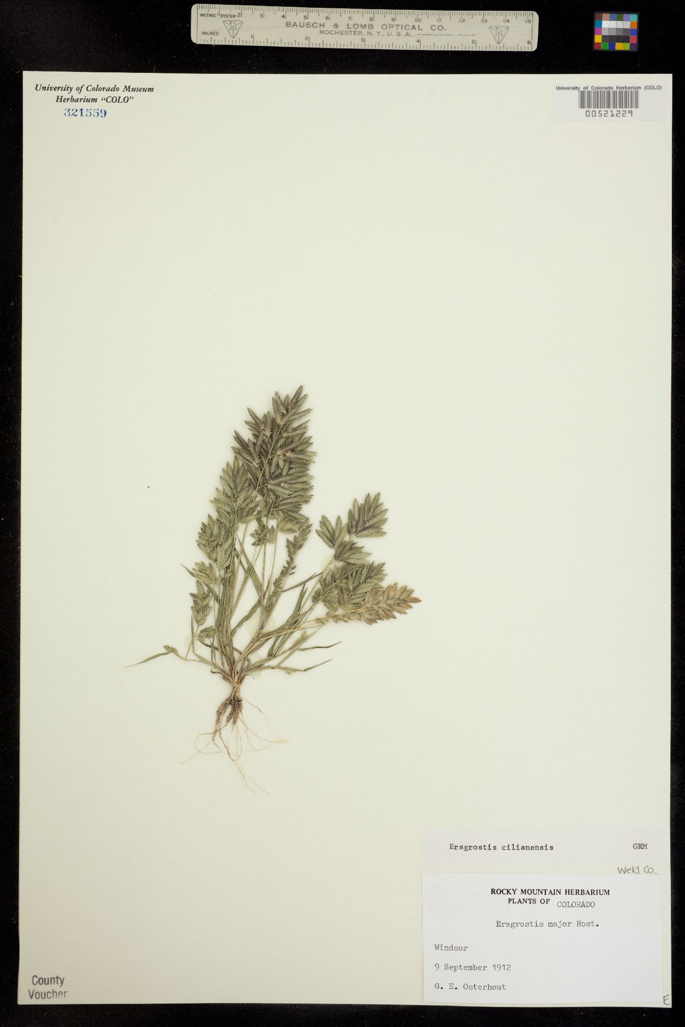 Eragrostis image