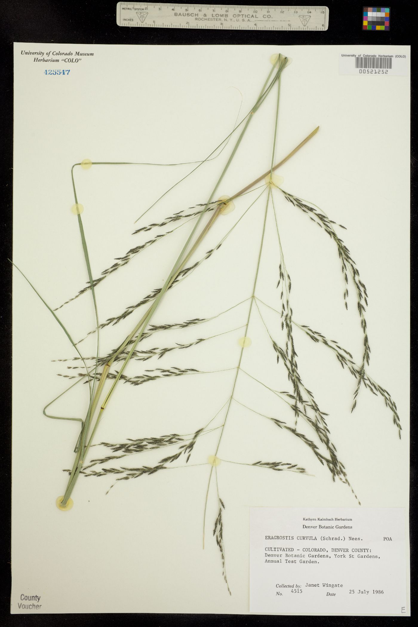 Eragrostis curvula image