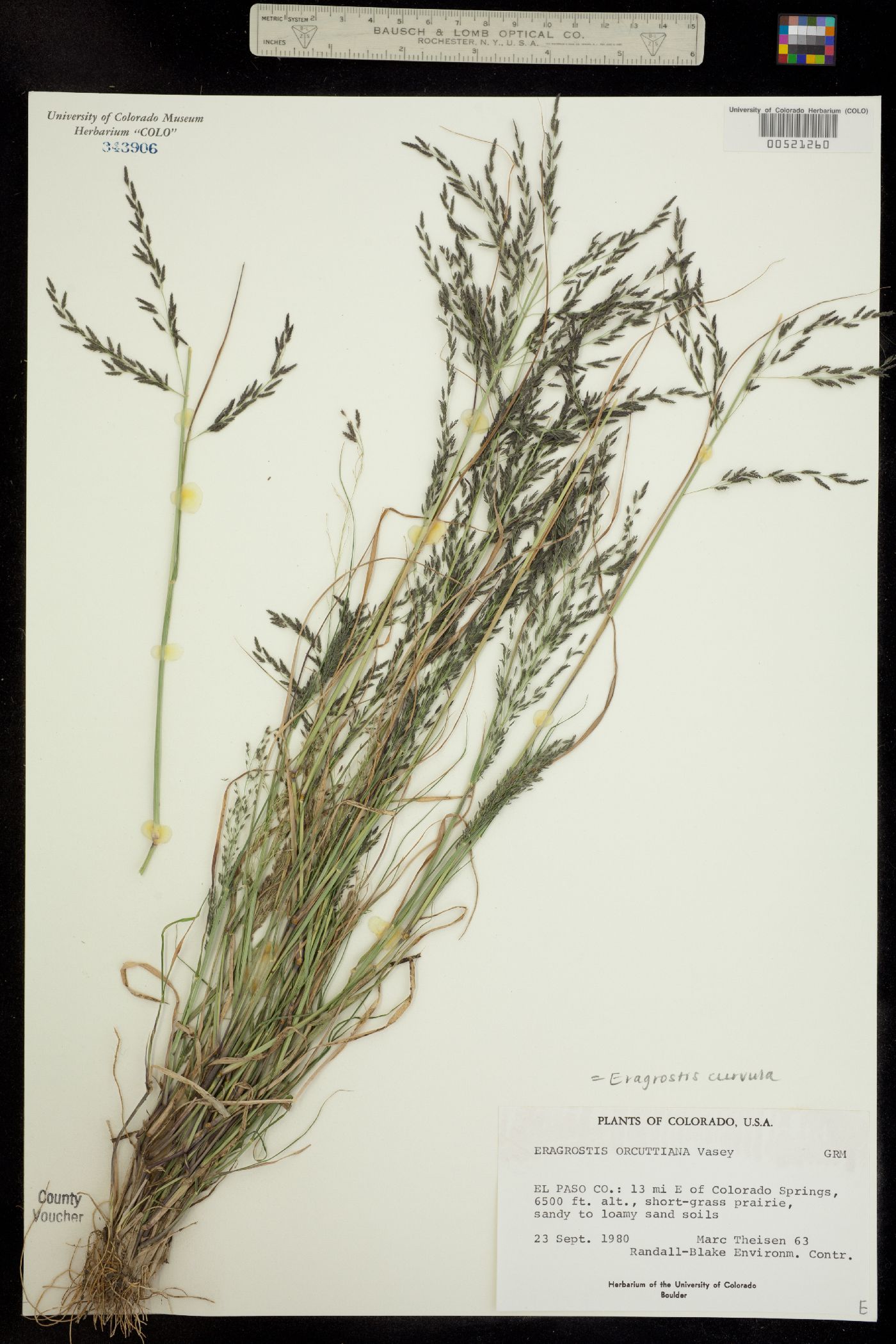 Eragrostis curvula image