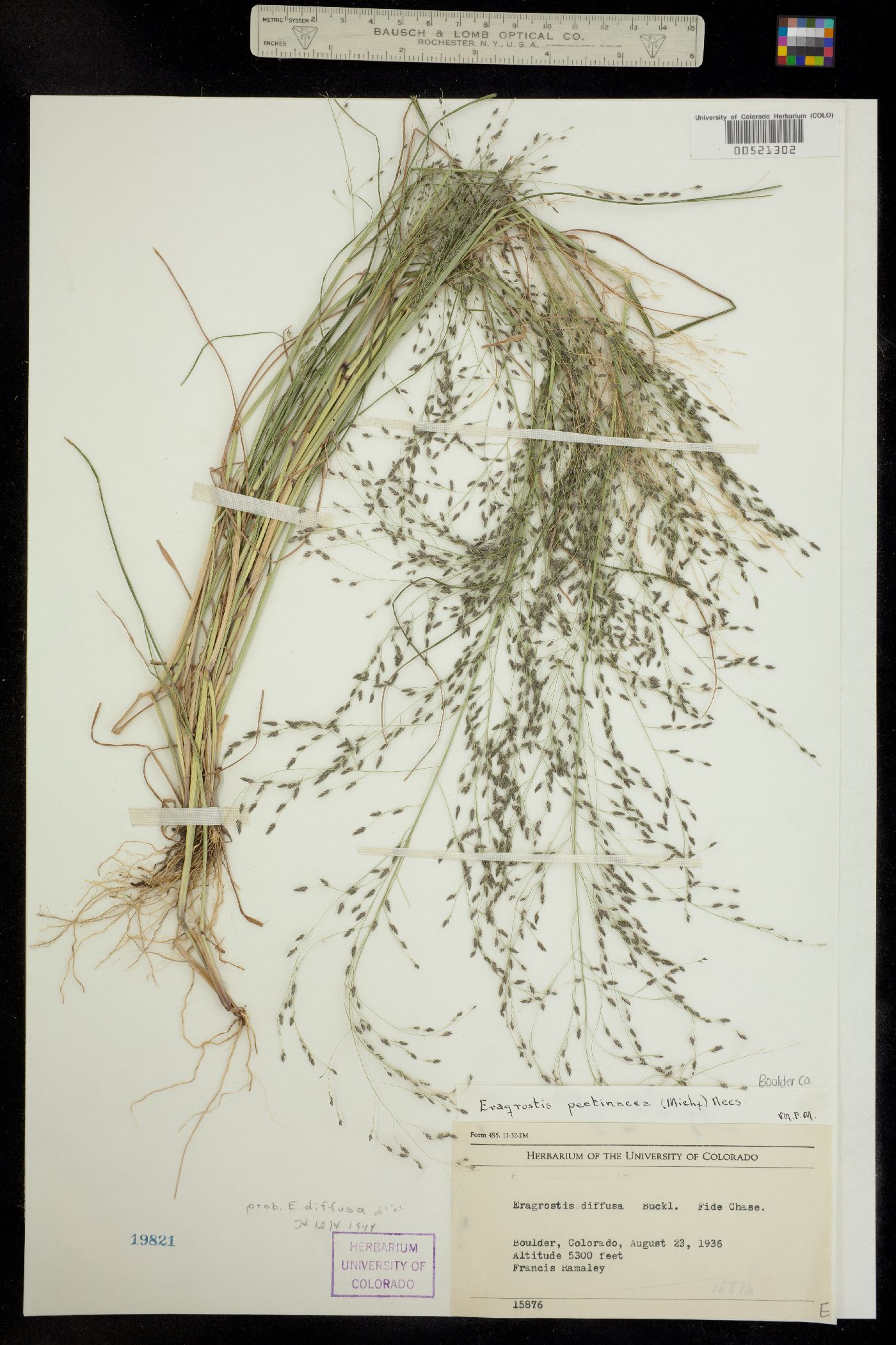 Eragrostis pectinacea image