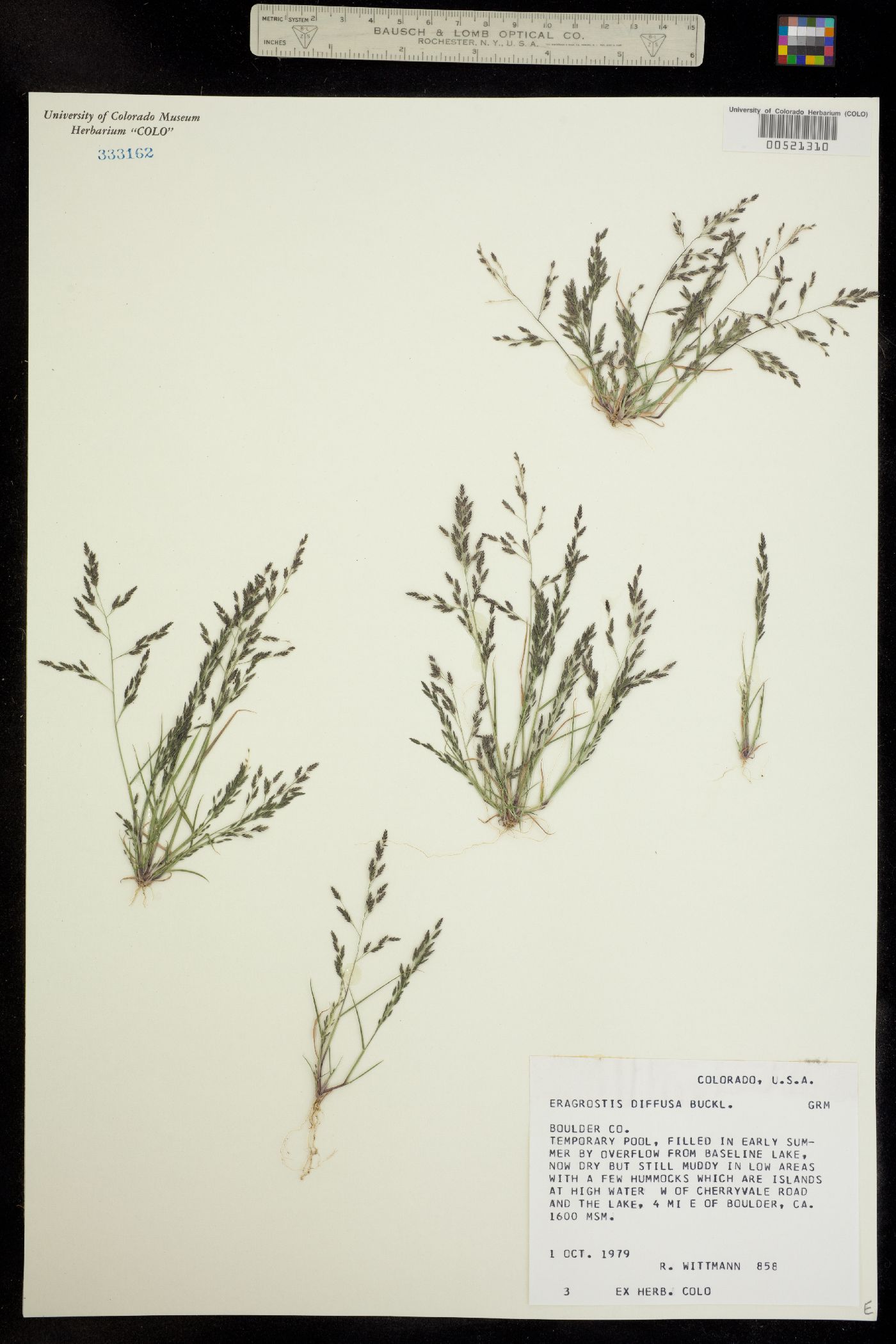 Eragrostis pectinacea var. pectinacea image