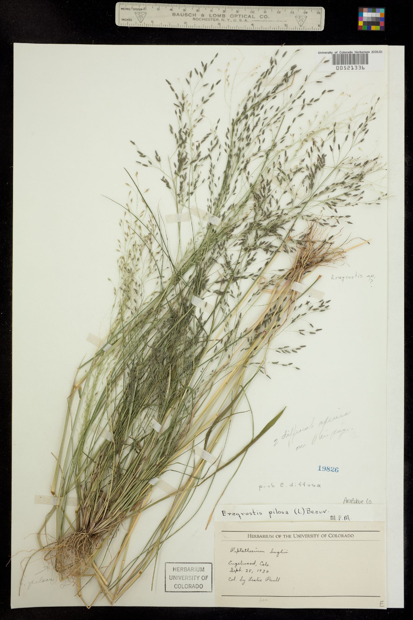 Eragrostis pectinacea image