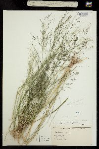 Image of Eragrostis diffusa