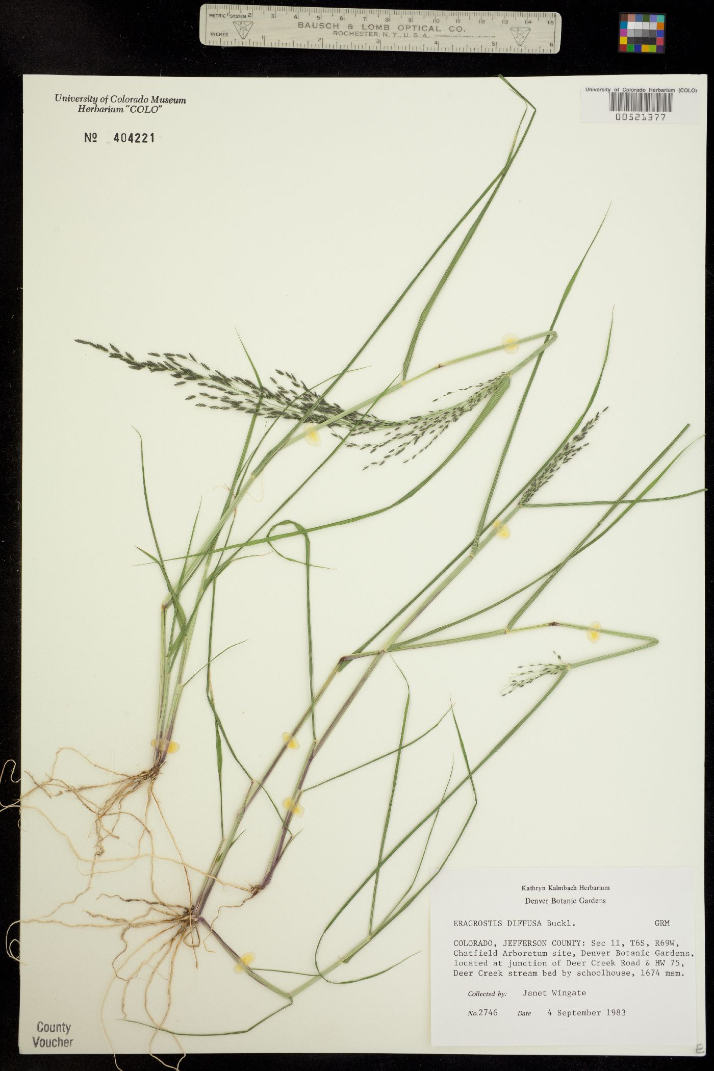 Eragrostis pectinacea image