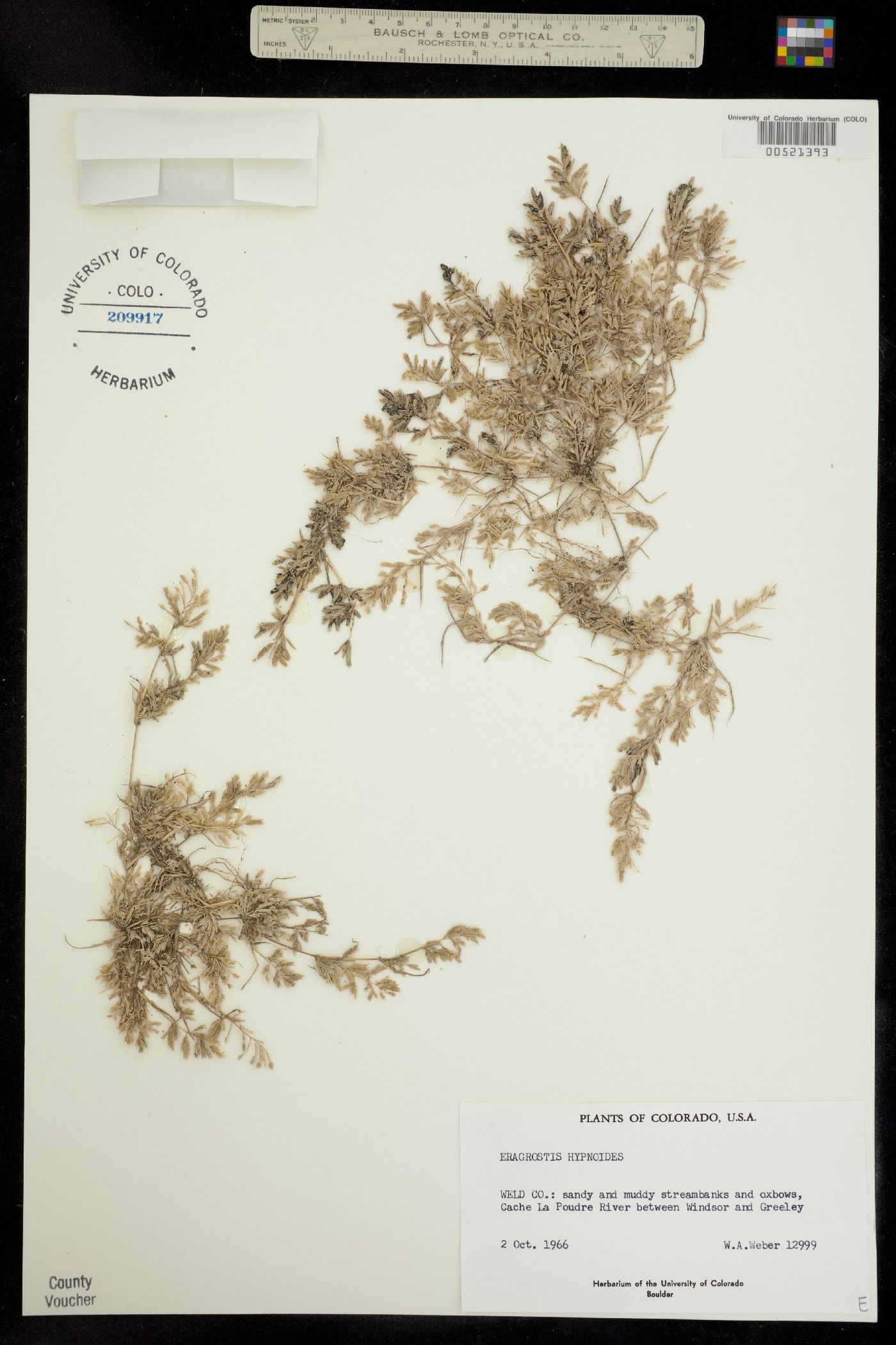 Eragrostis hypnoides image