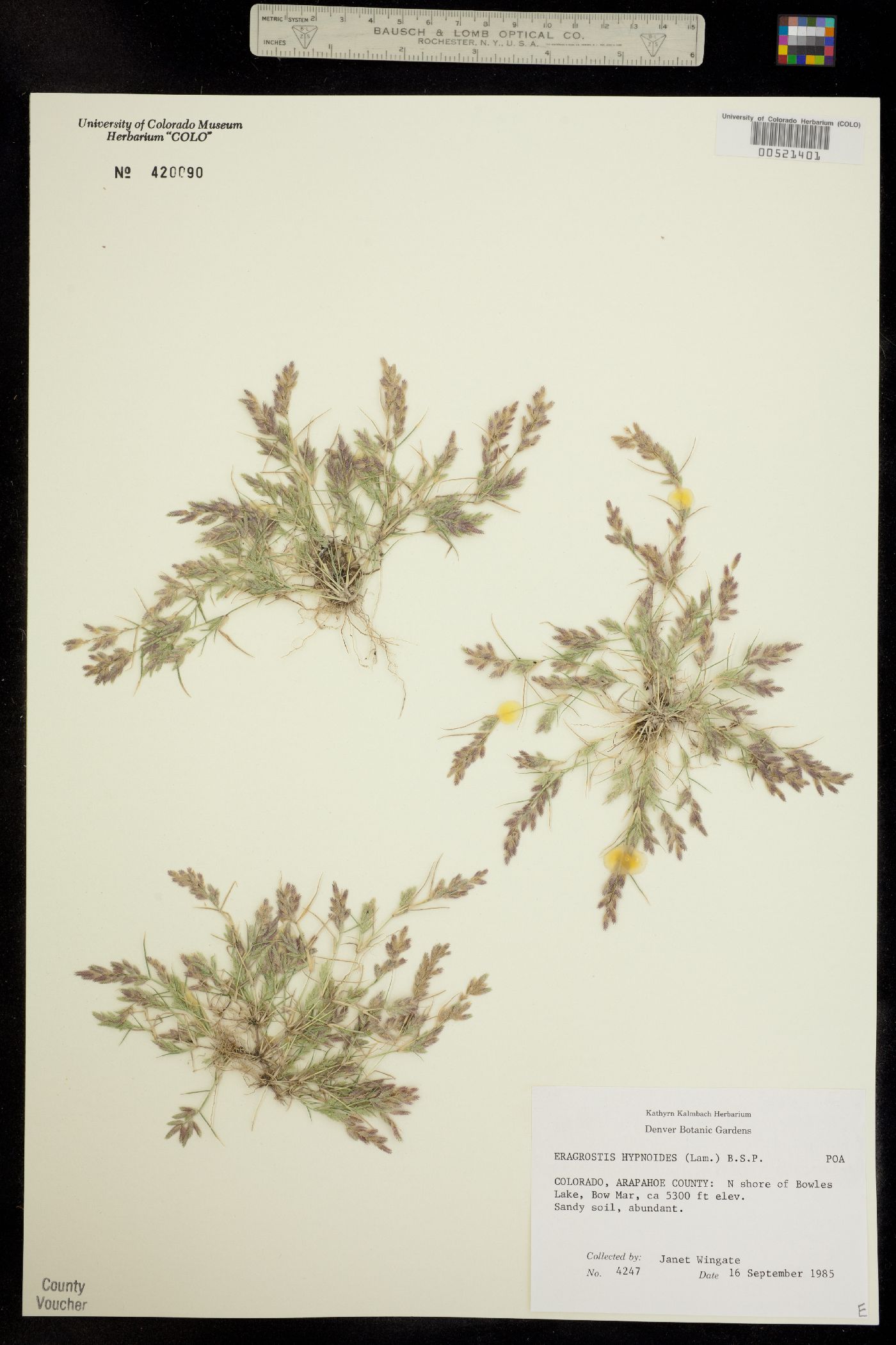 Eragrostis hypnoides image