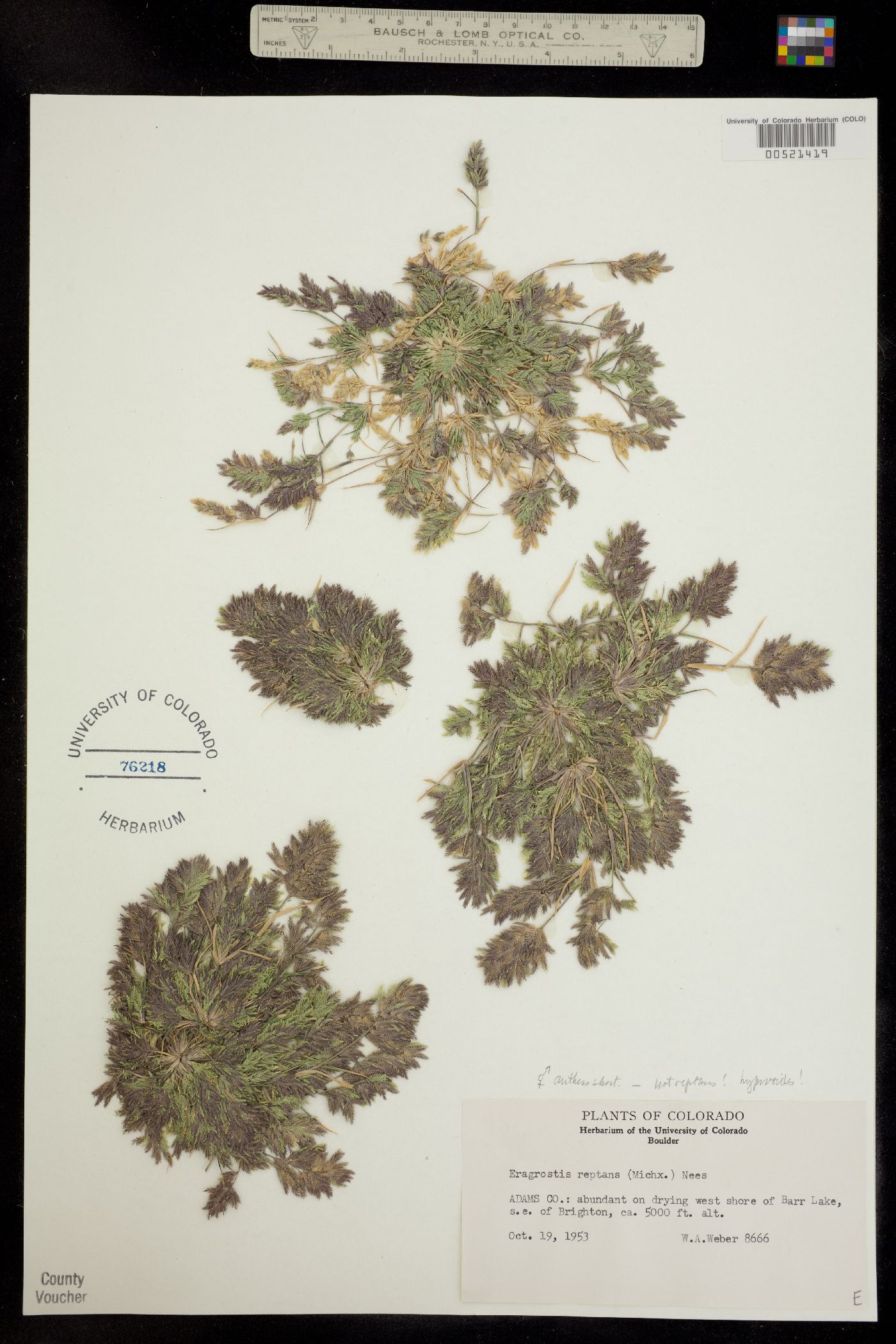 Eragrostis hypnoides image