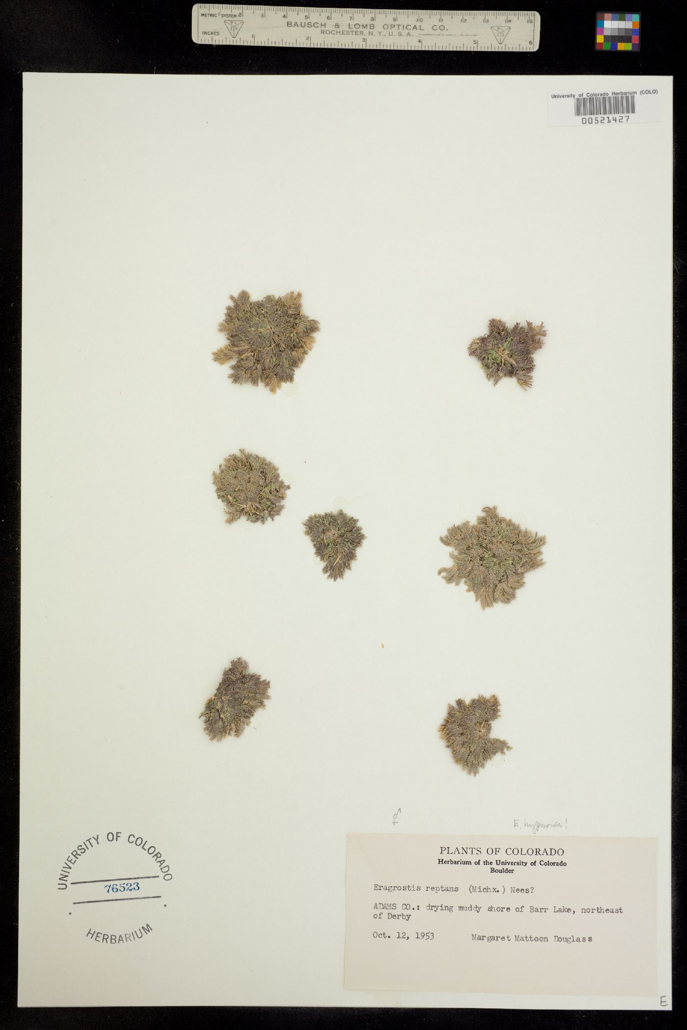 Eragrostis hypnoides image