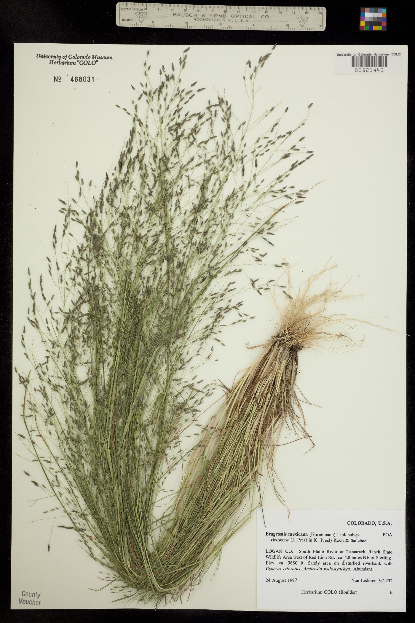 Eragrostis mexicana ssp. virescens image