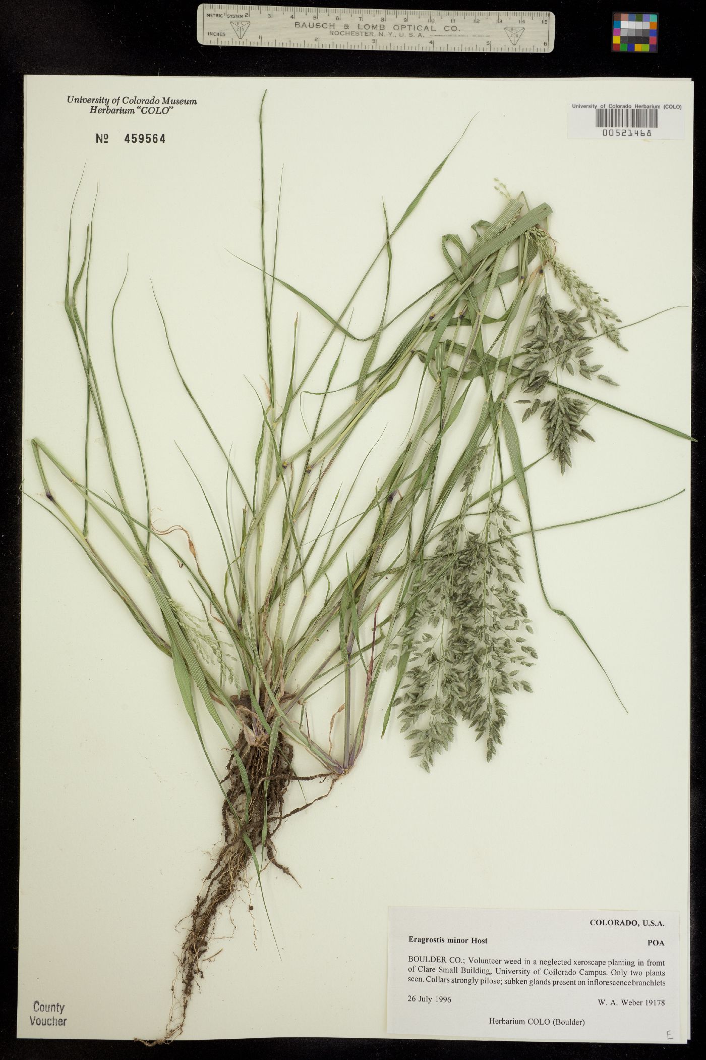 Eragrostis minor image