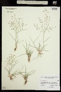 Image of Eragrostis minor