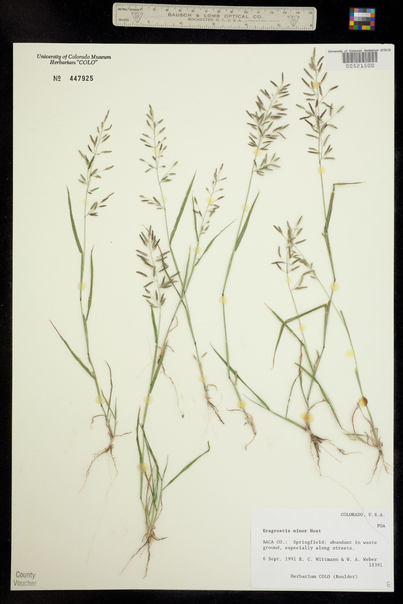 Eragrostis minor image