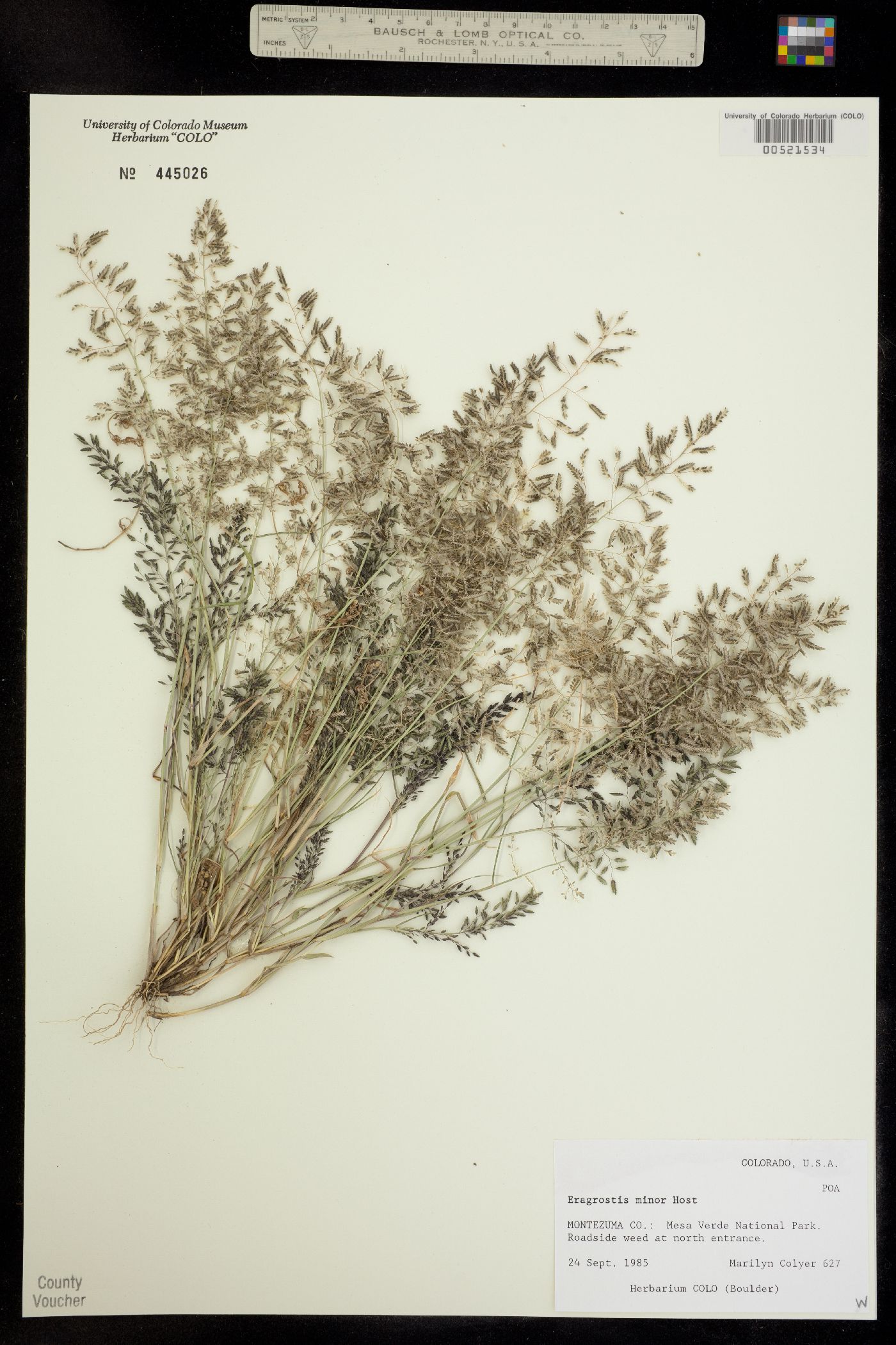 Eragrostis minor image