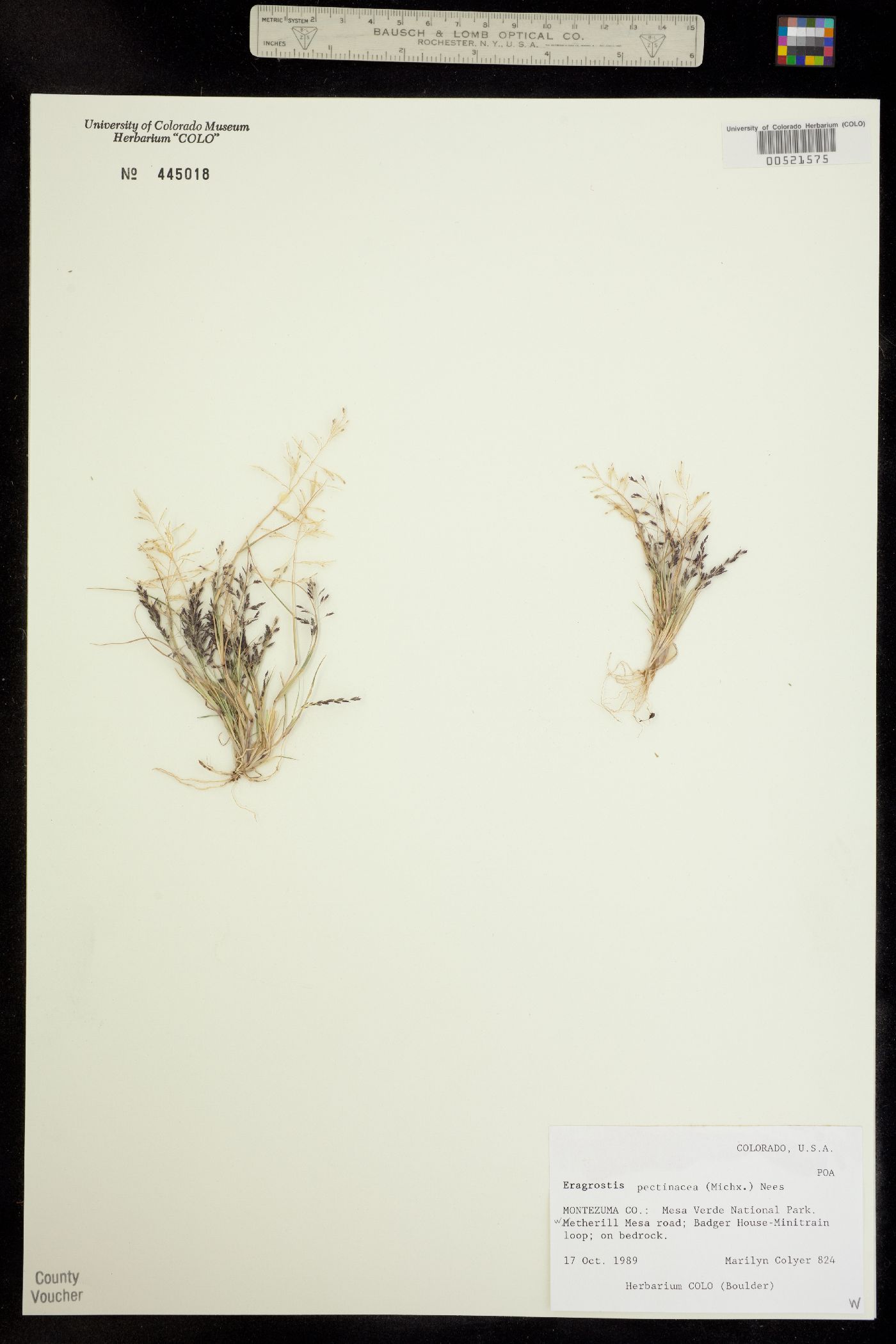Eragrostis pectinacea image