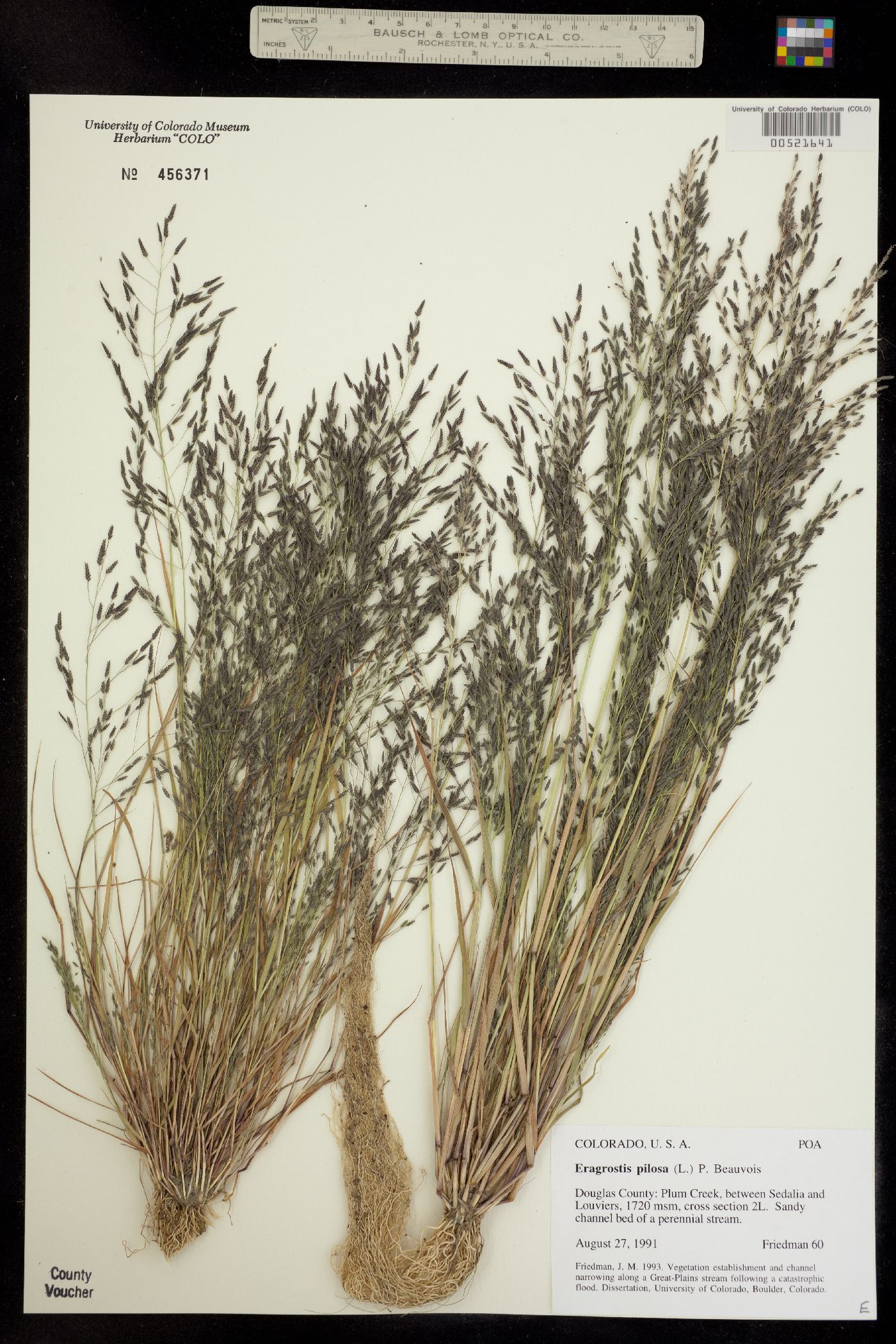 Eragrostis pilosa image