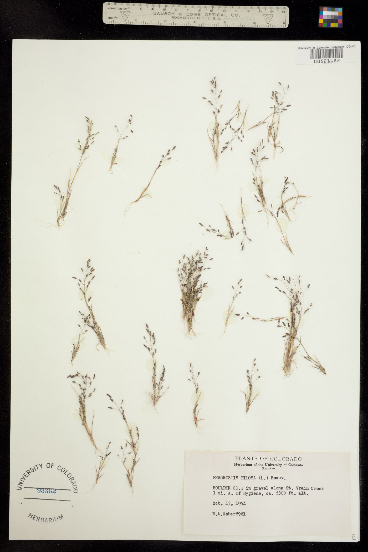 Eragrostis pilosa image