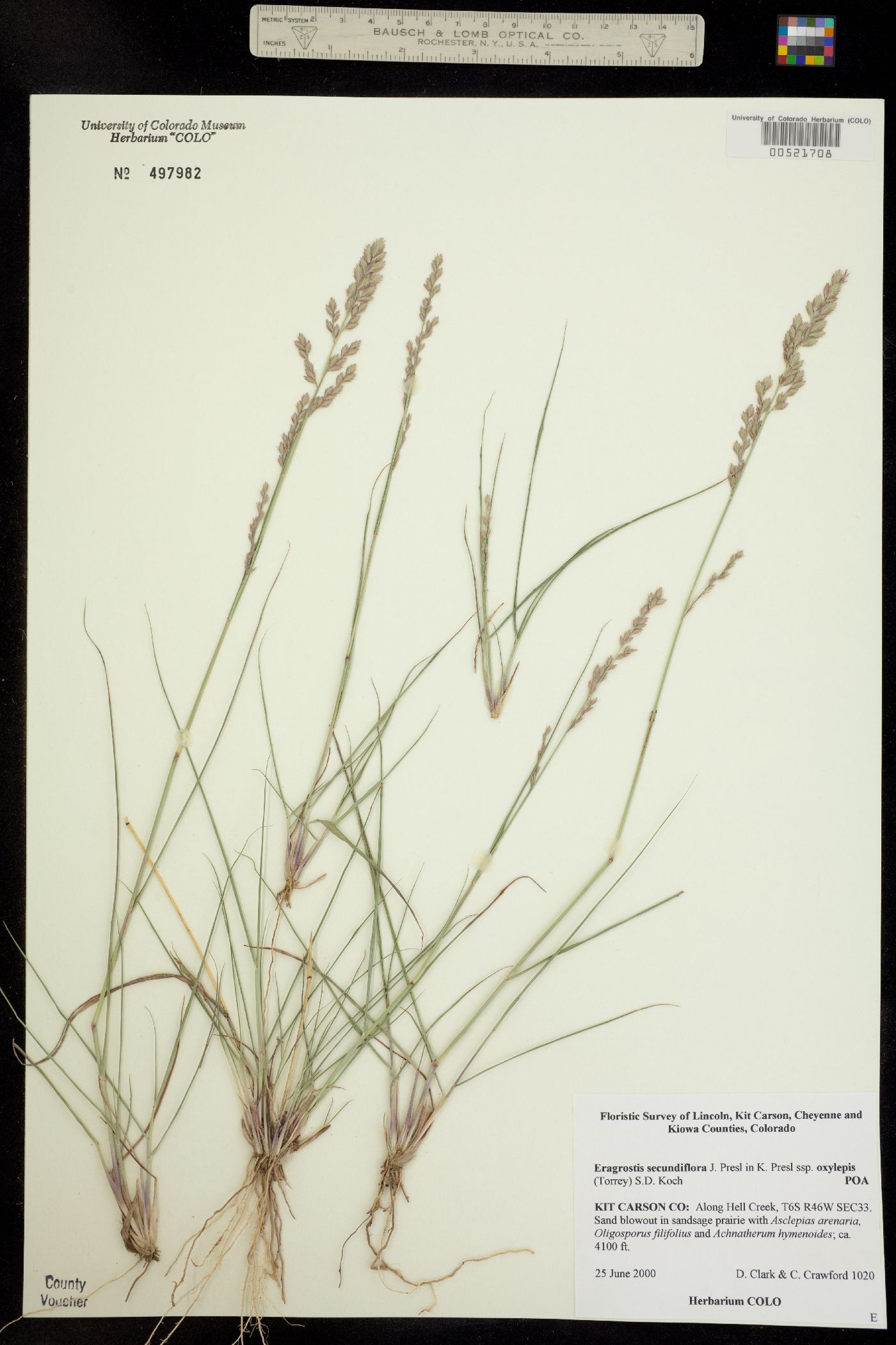 Eragrostis secundiflora ssp. oxylepis image