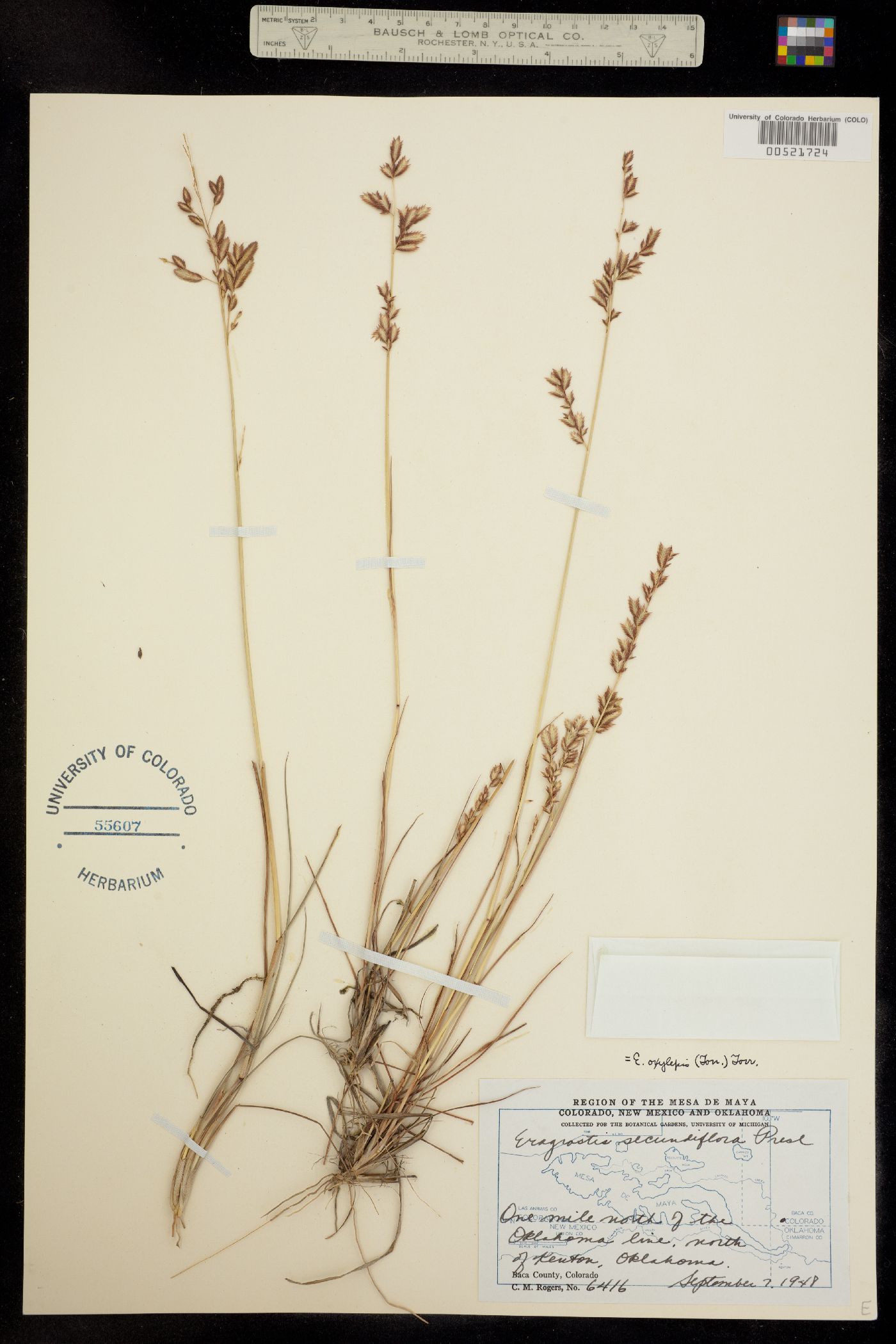 Eragrostis secundiflora ssp. oxylepis image
