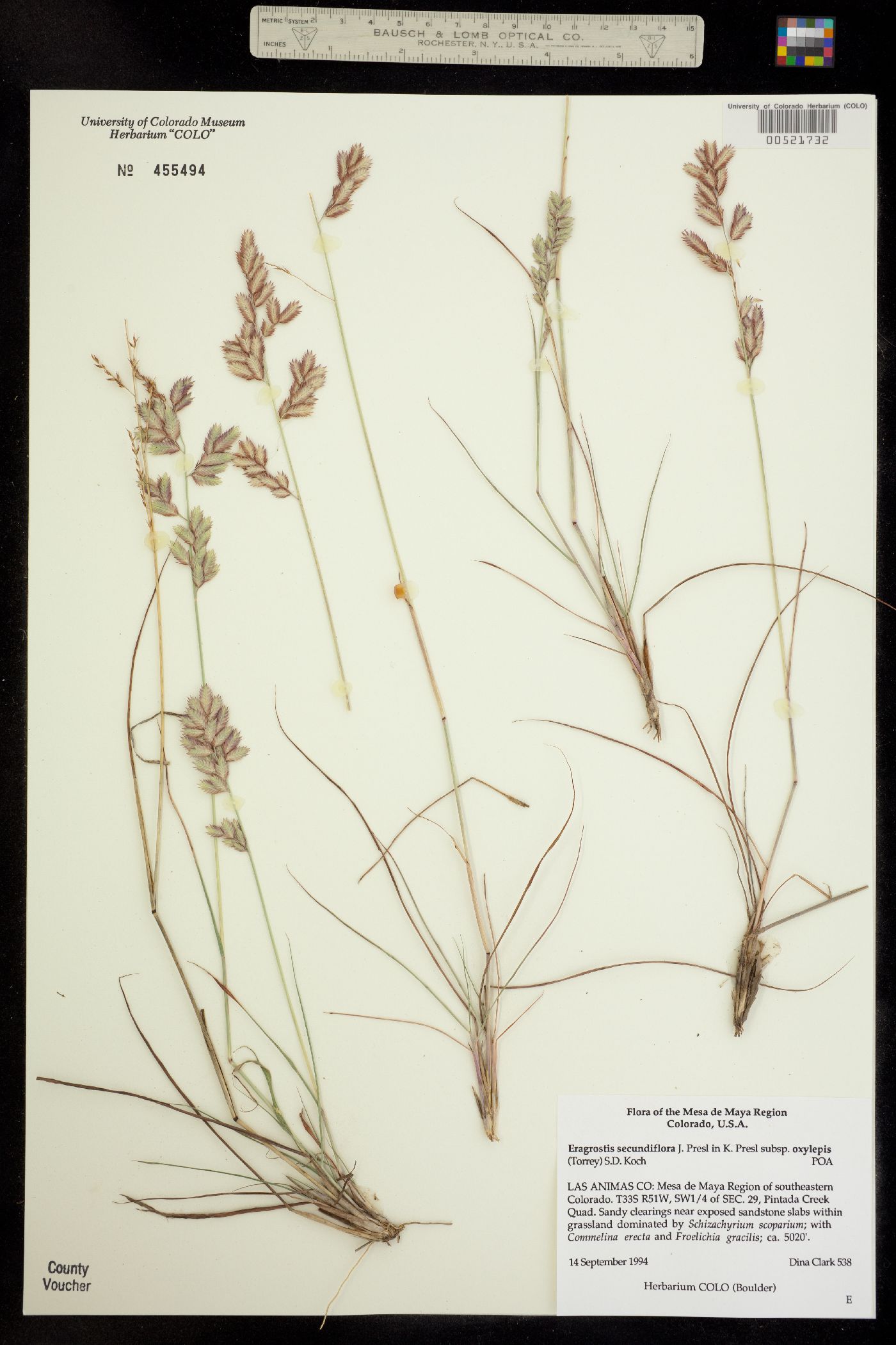 Eragrostis secundiflora ssp. oxylepis image
