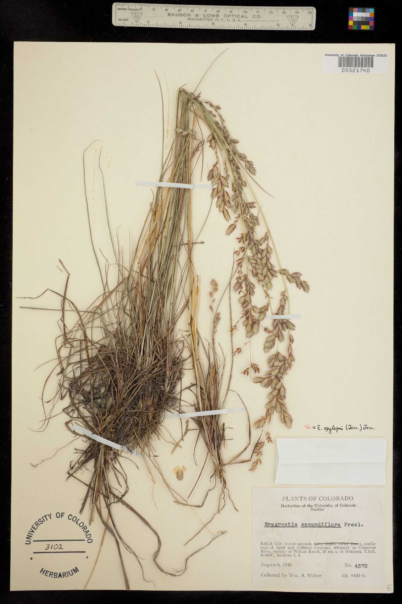 Eragrostis secundiflora ssp. oxylepis image