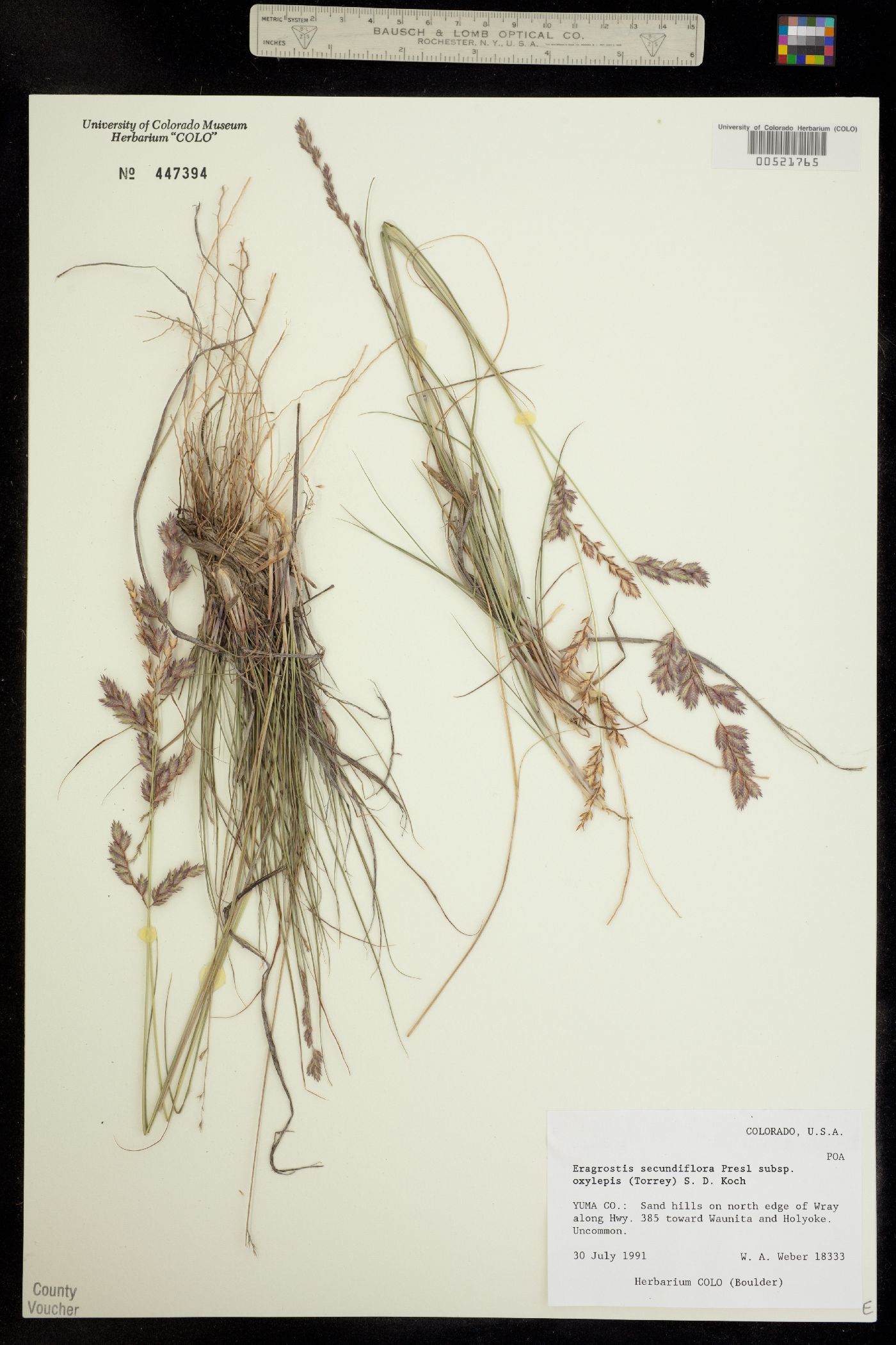 Eragrostis image