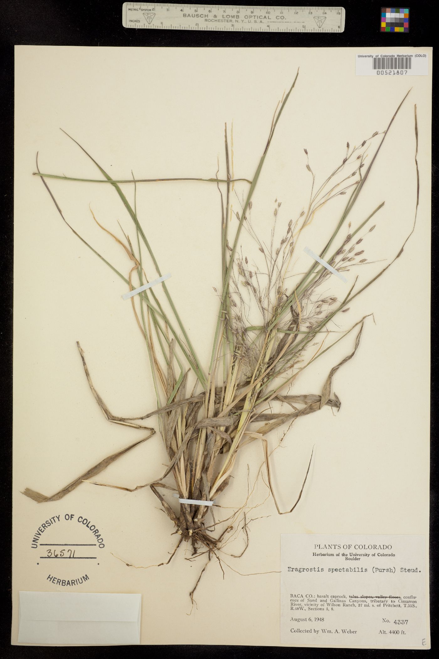 Eragrostis spectabilis image