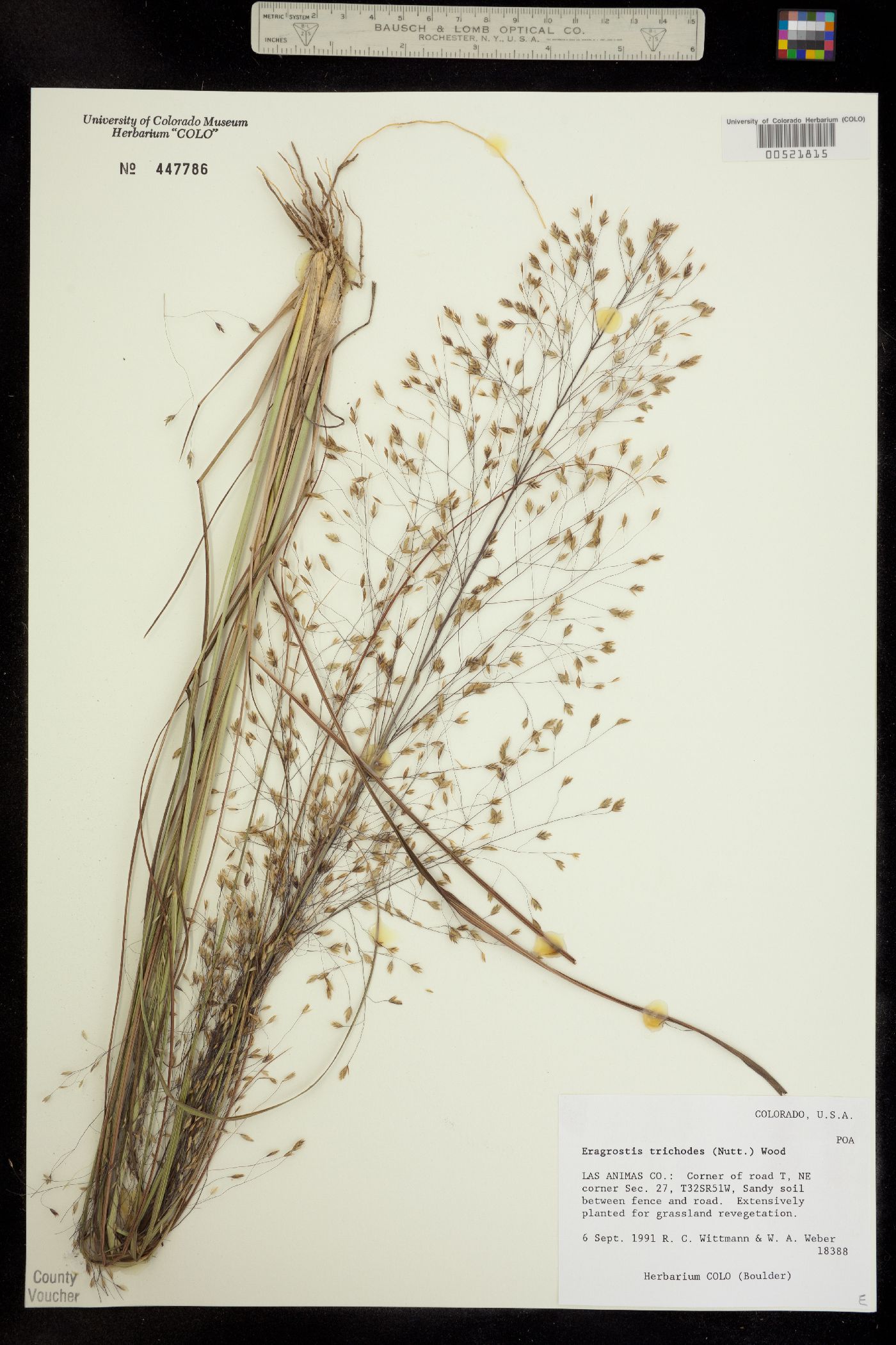Eragrostis image