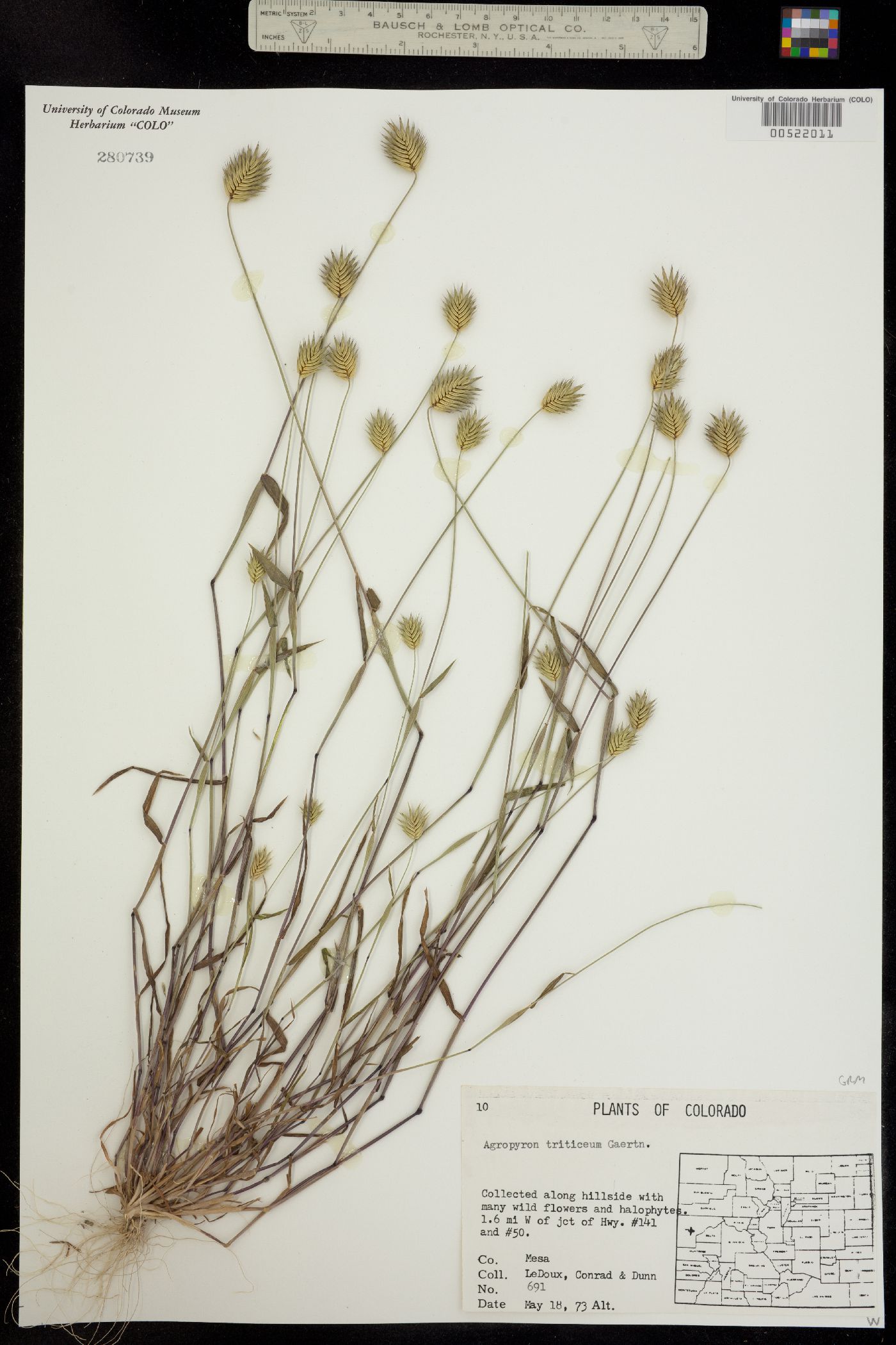 Eremopyrum triticeum image