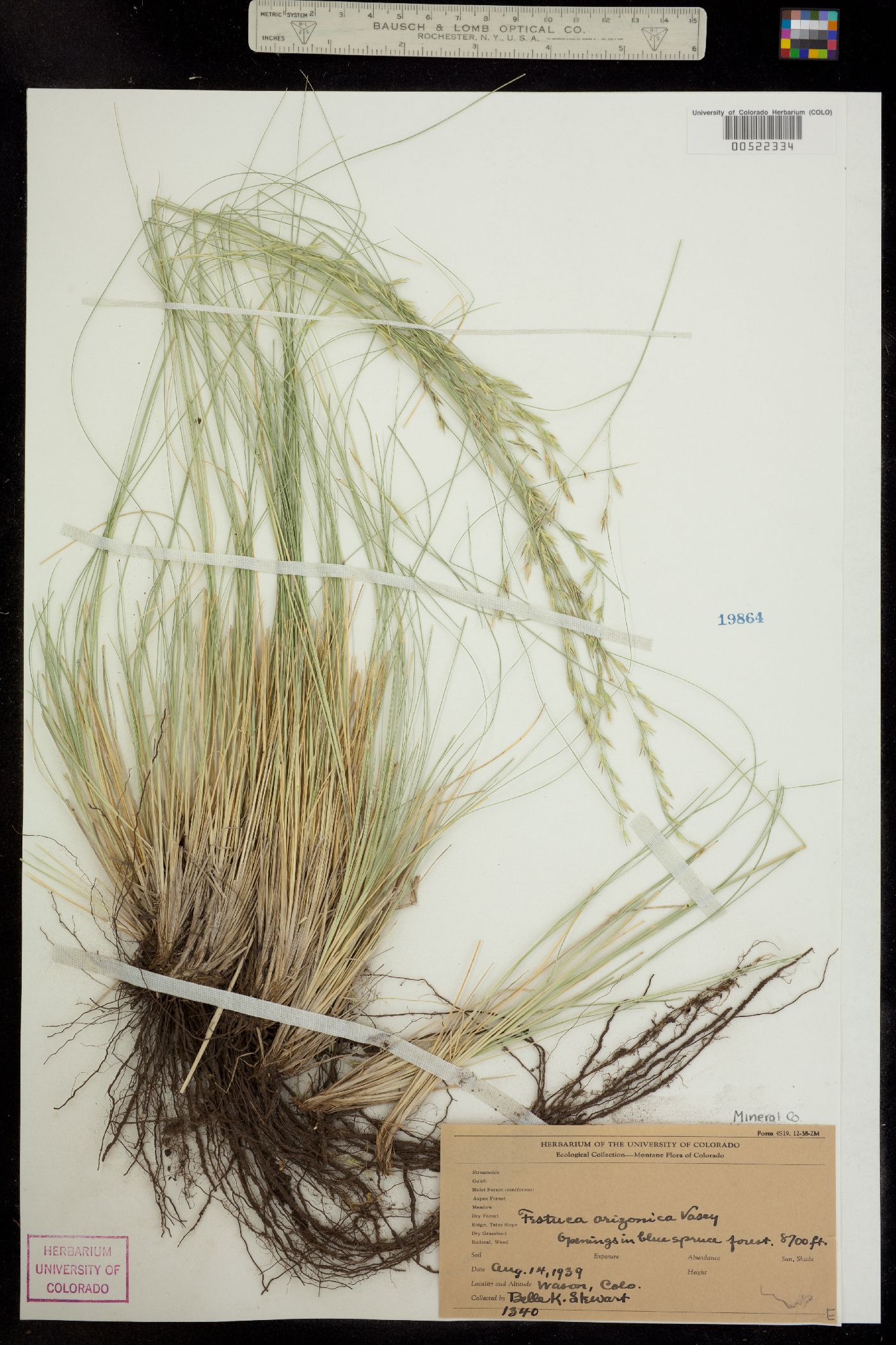 Festuca arizonica image