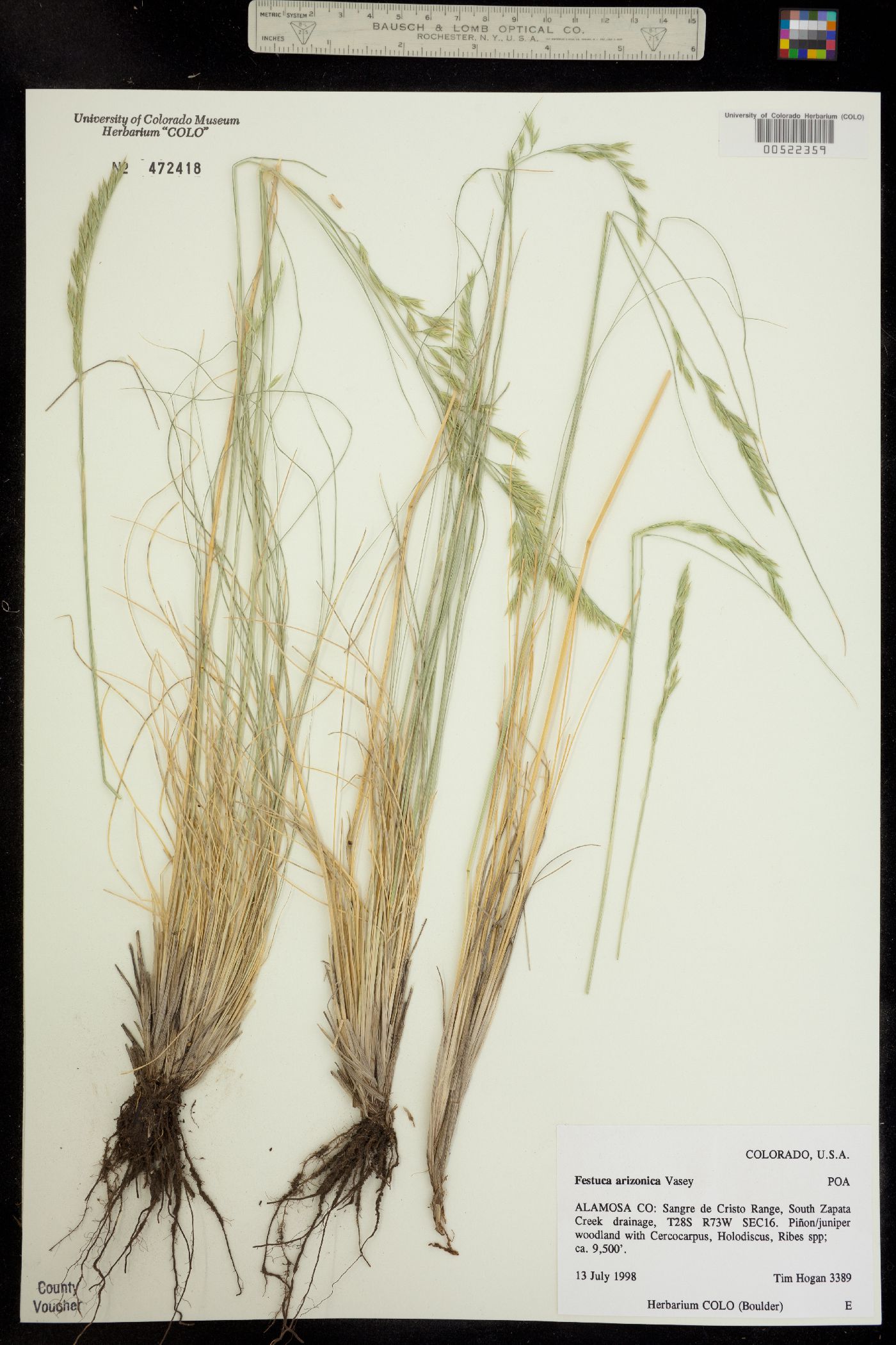 Festuca arizonica image