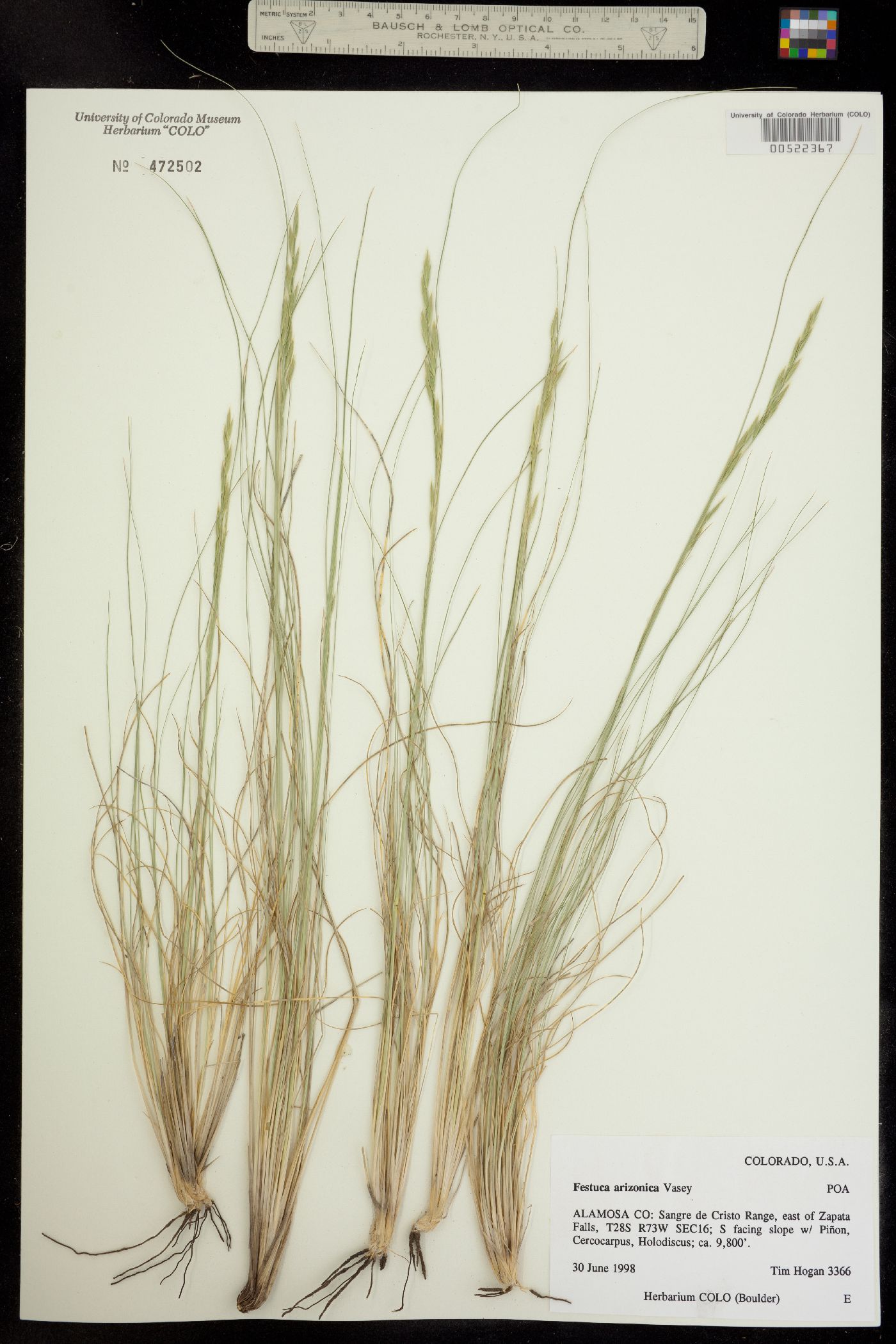 Festuca arizonica image