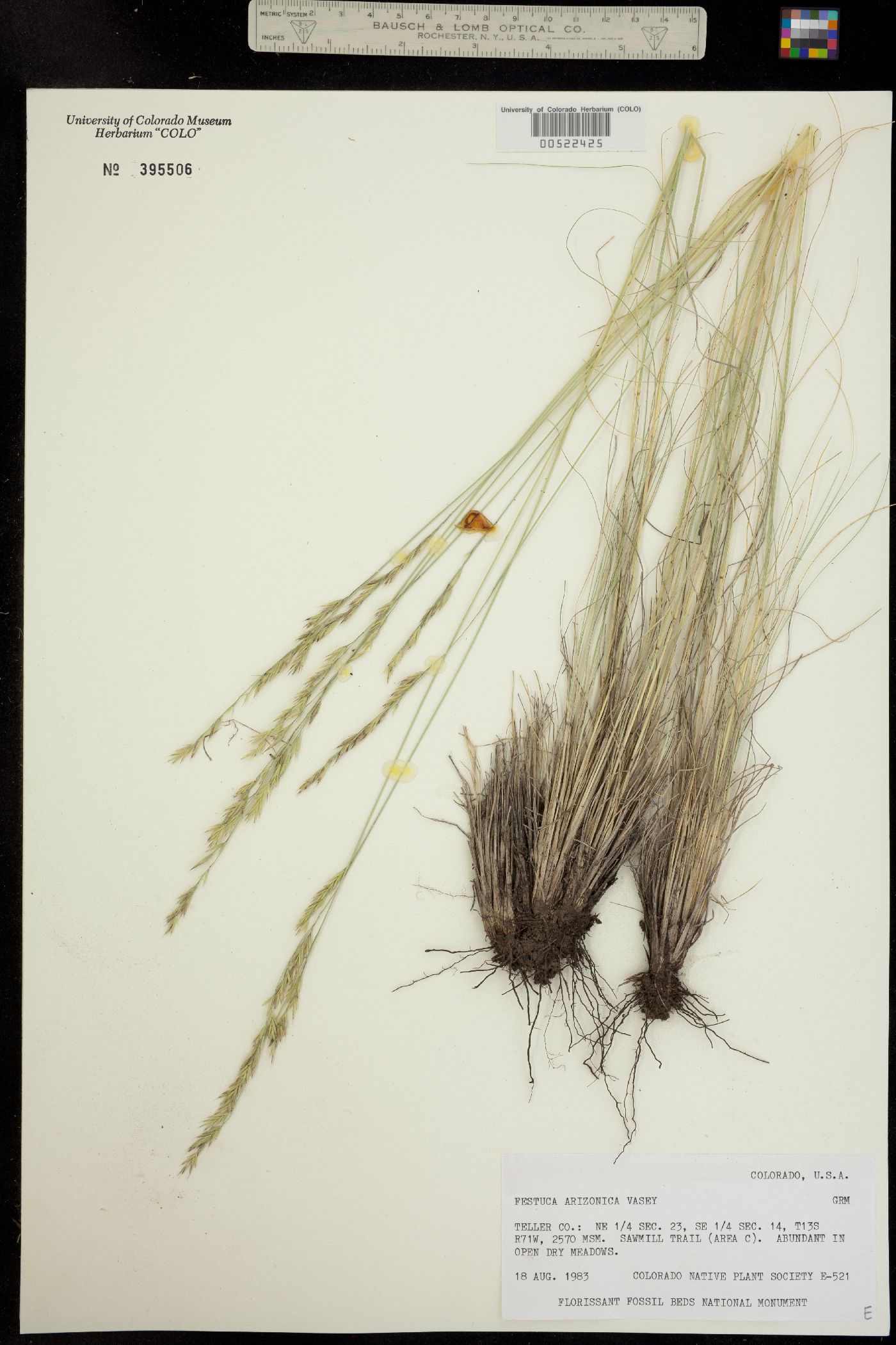 Festuca arizonica image
