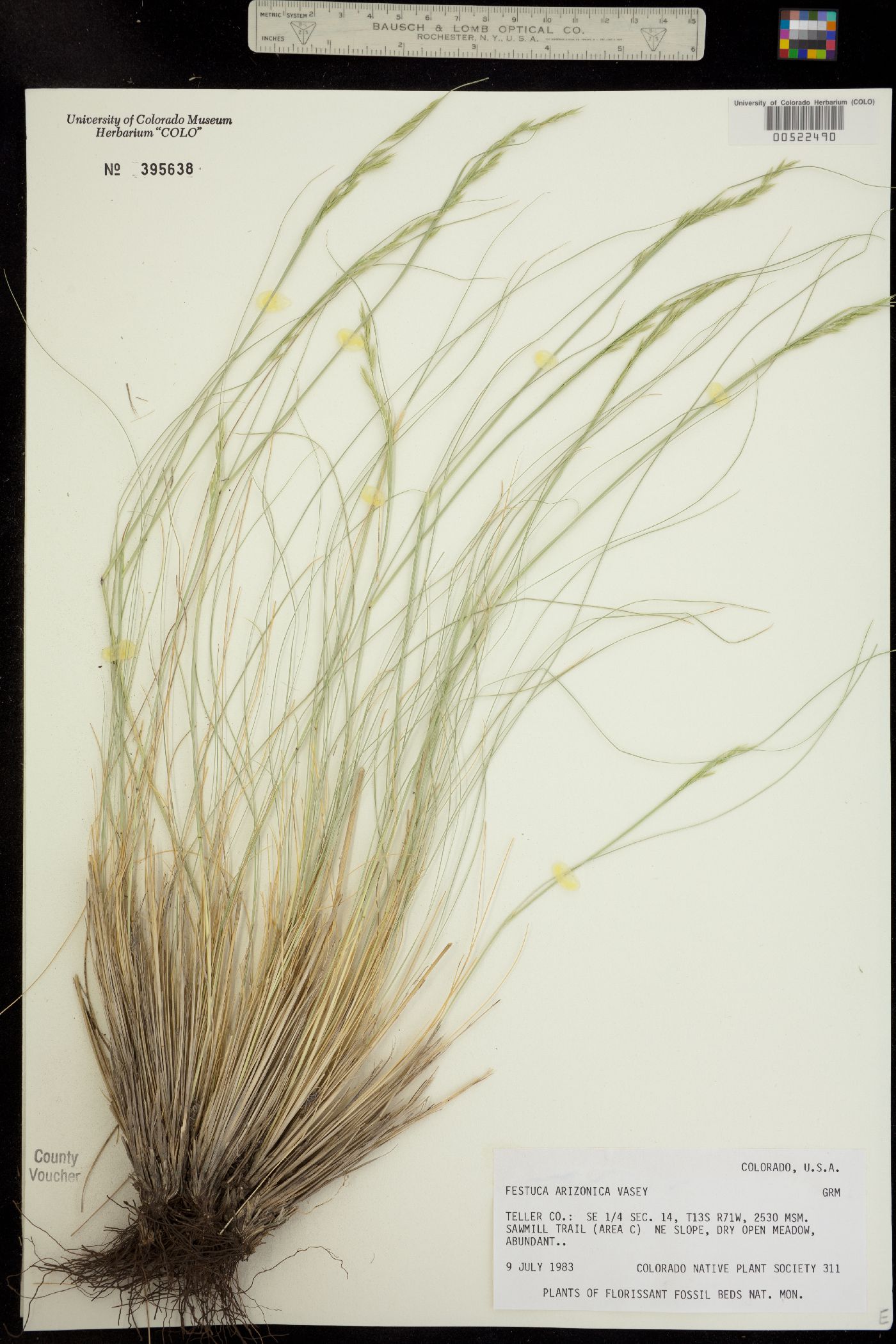 Festuca arizonica image