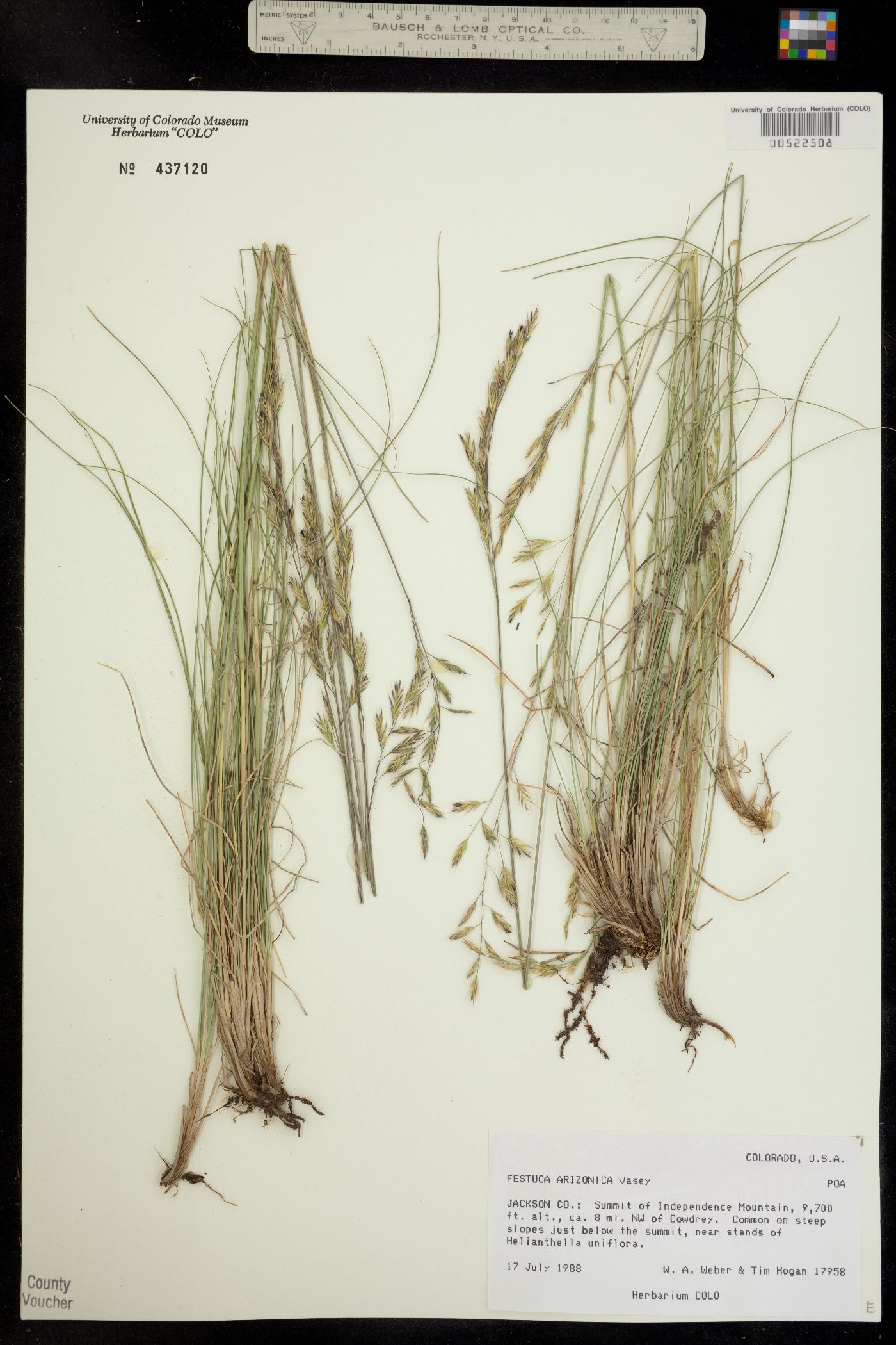 Festuca arizonica image